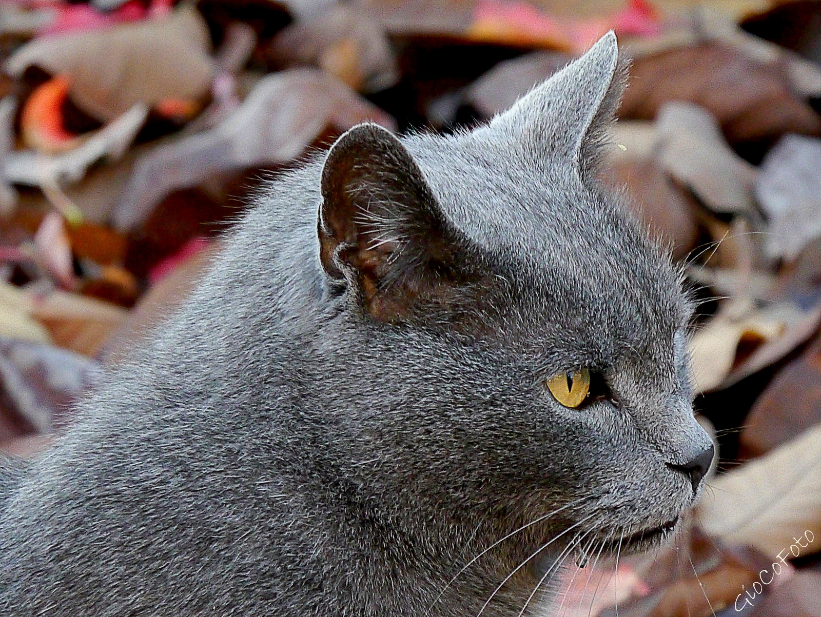 ...acquolina in bocca...