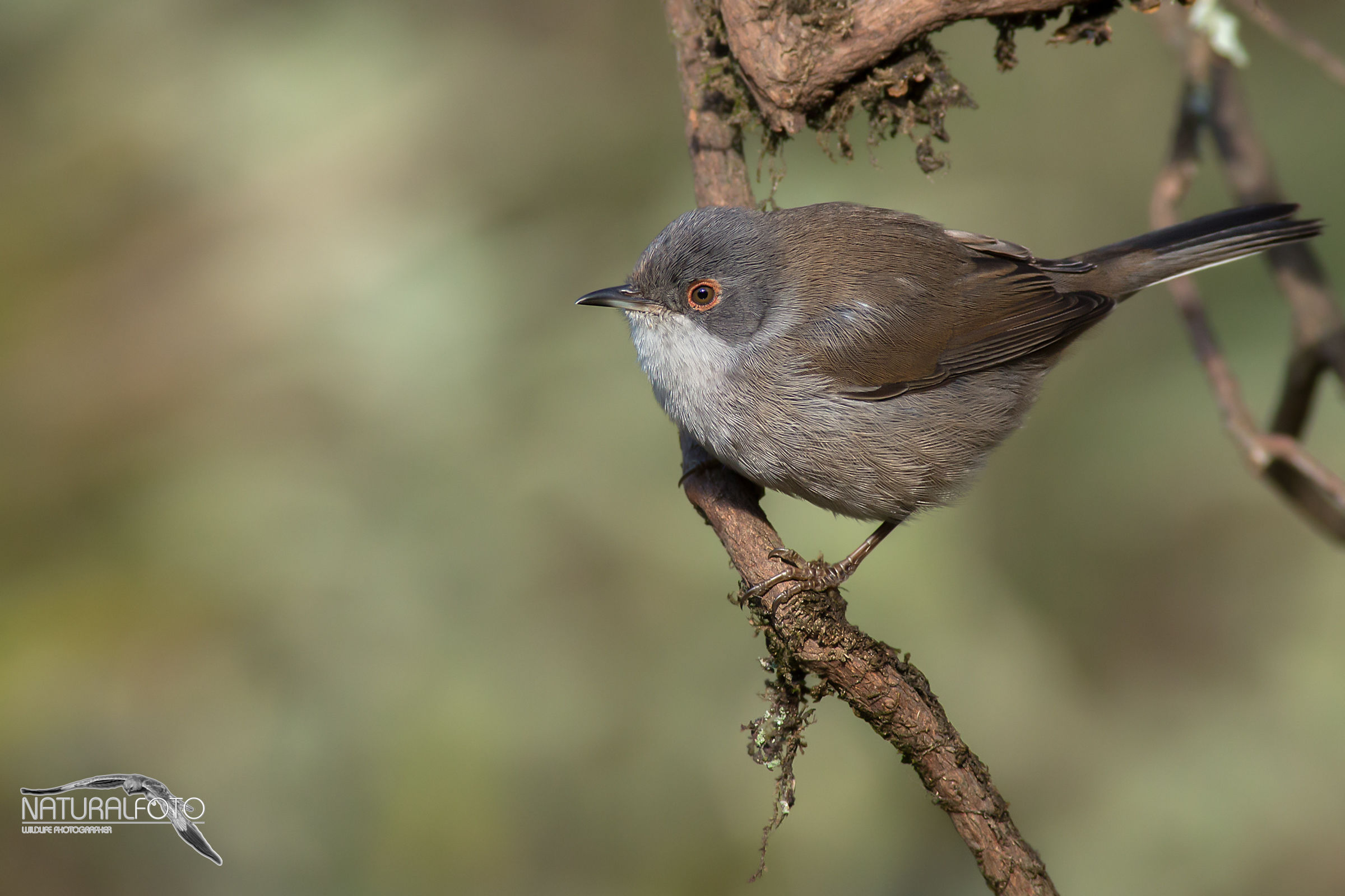 Occhiocotta nel suo ambiente