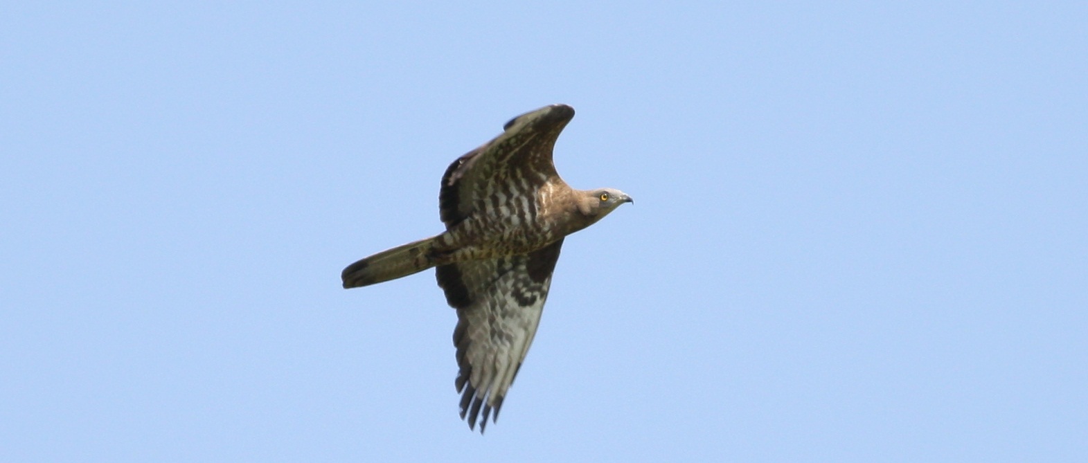 Buzzard hawk