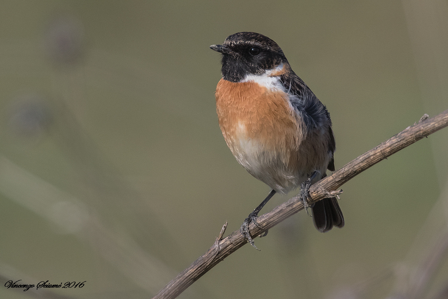 stonechat
