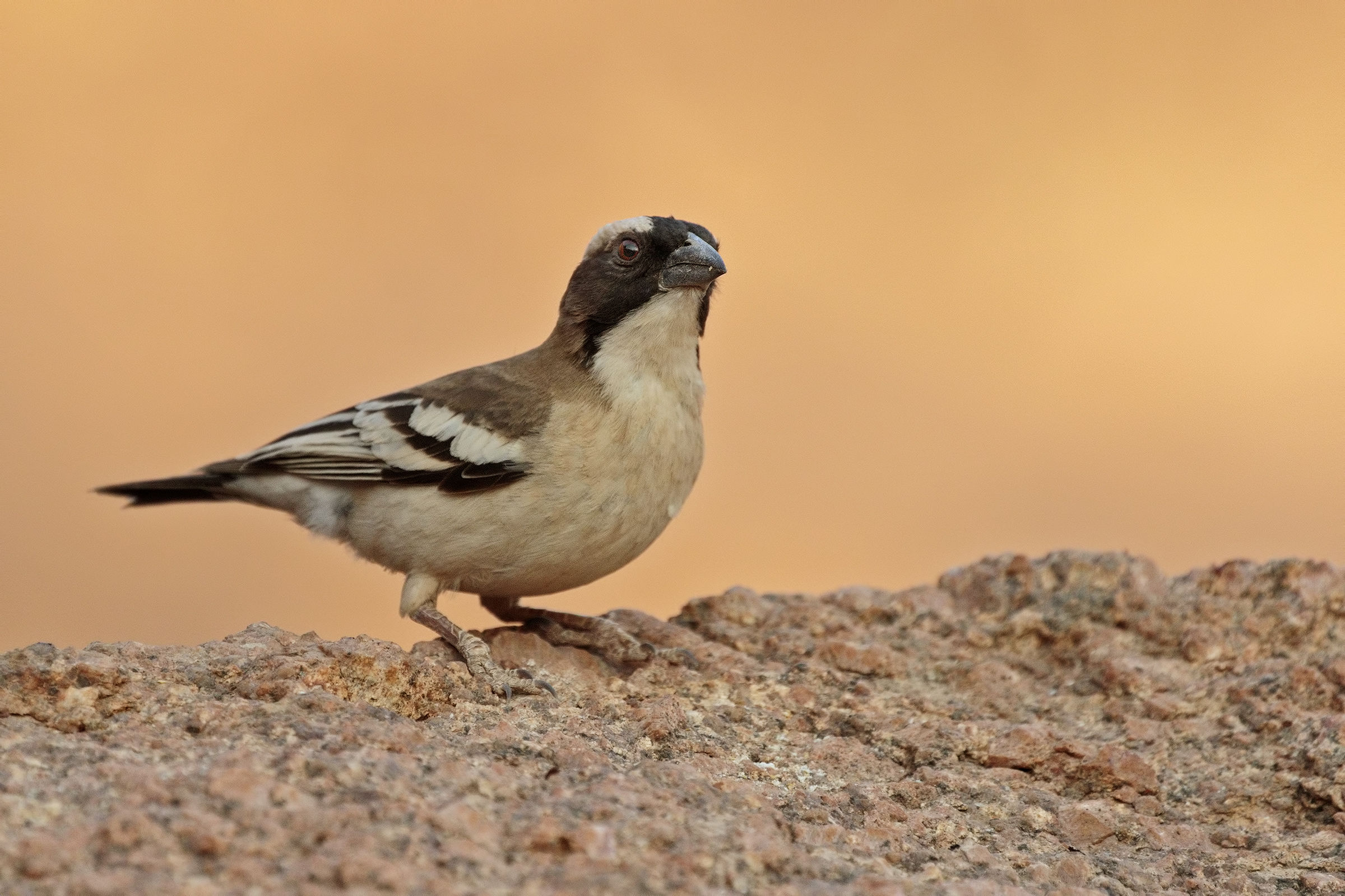 sparrow Mashali