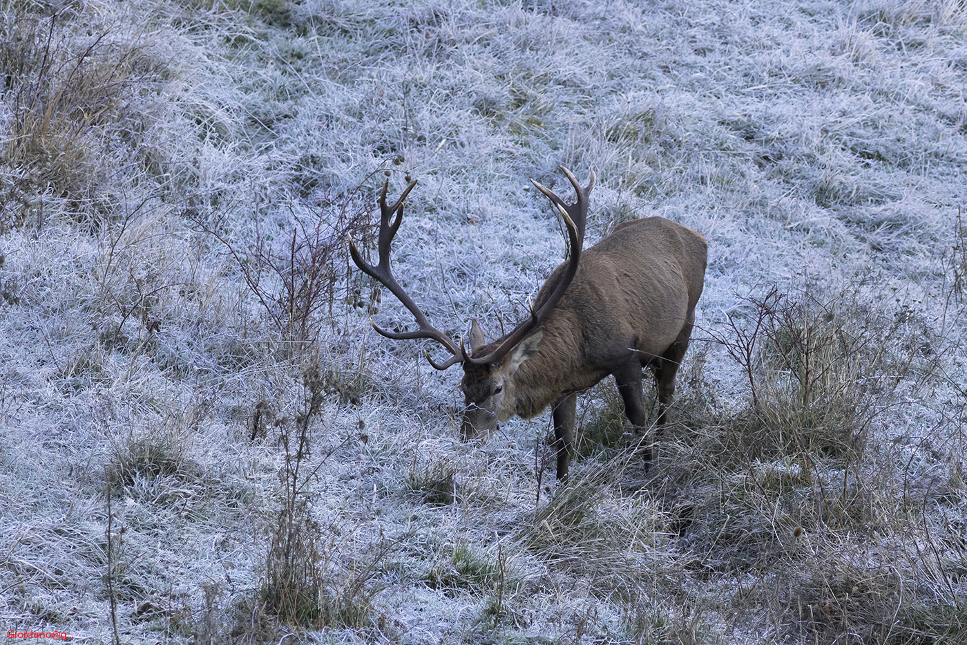 Deer ... in the middle of the frost