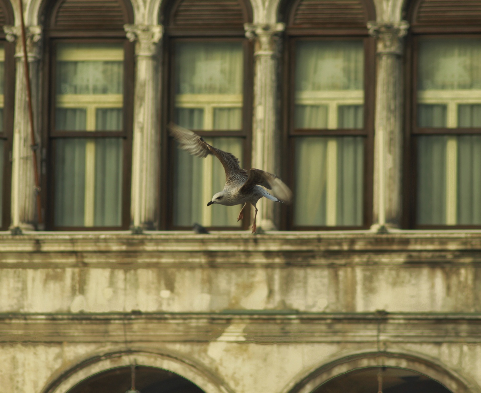 Gabbiano in Piazza S.Marco