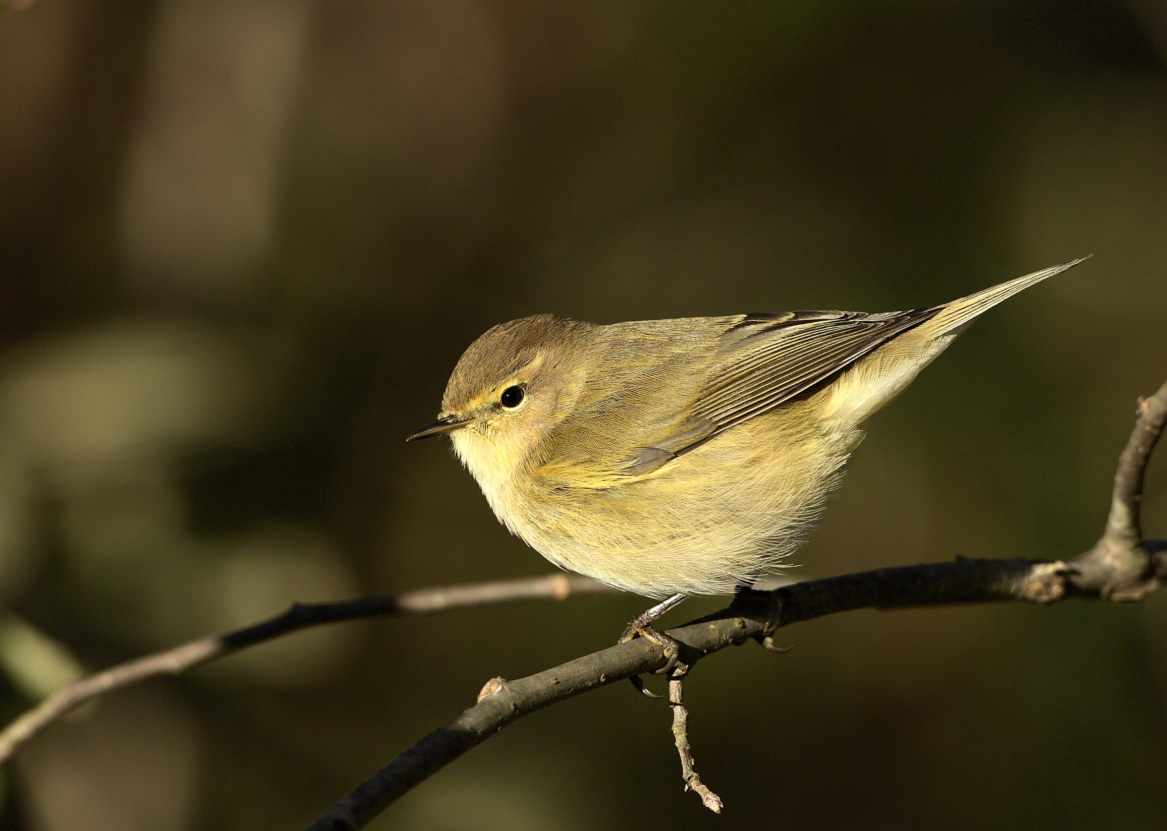 Chiffchaff