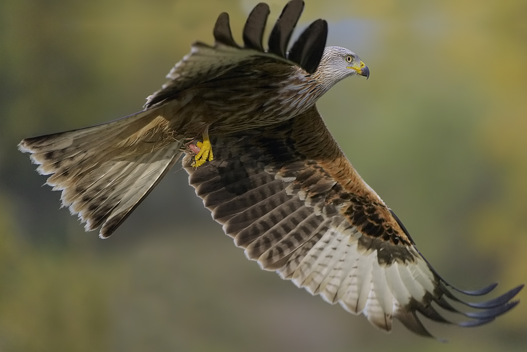 nibbio vicino vicino