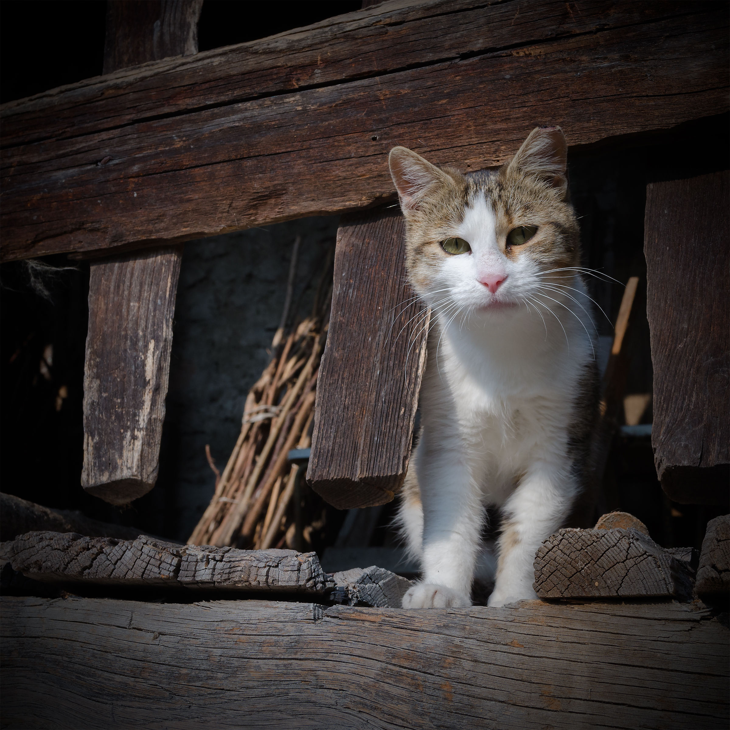 What are you looking at ?? !!!