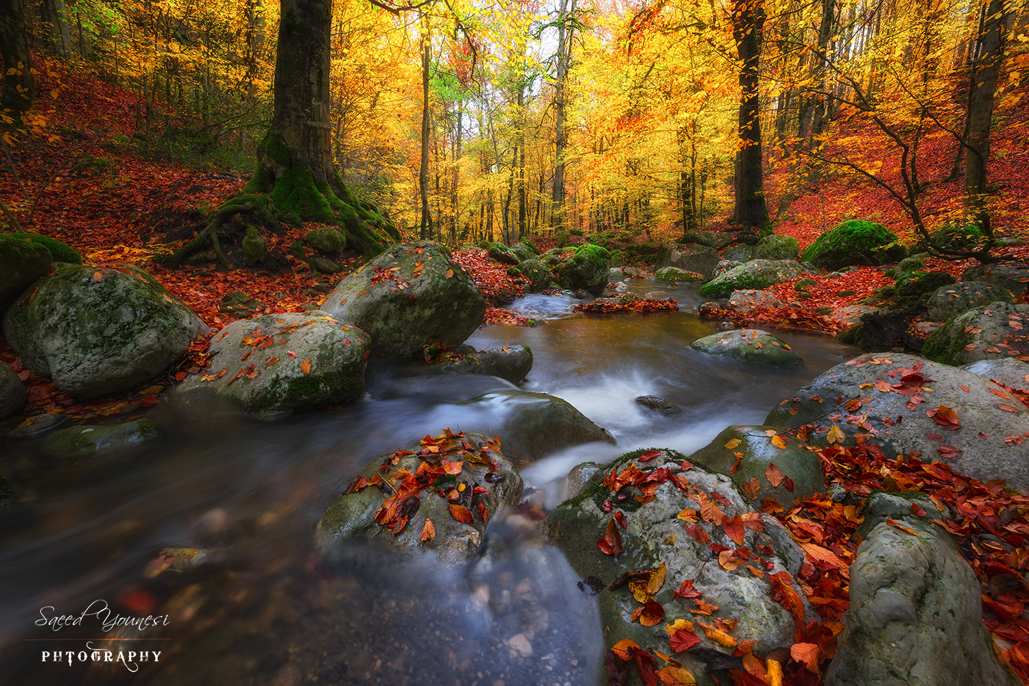 autumn in forest