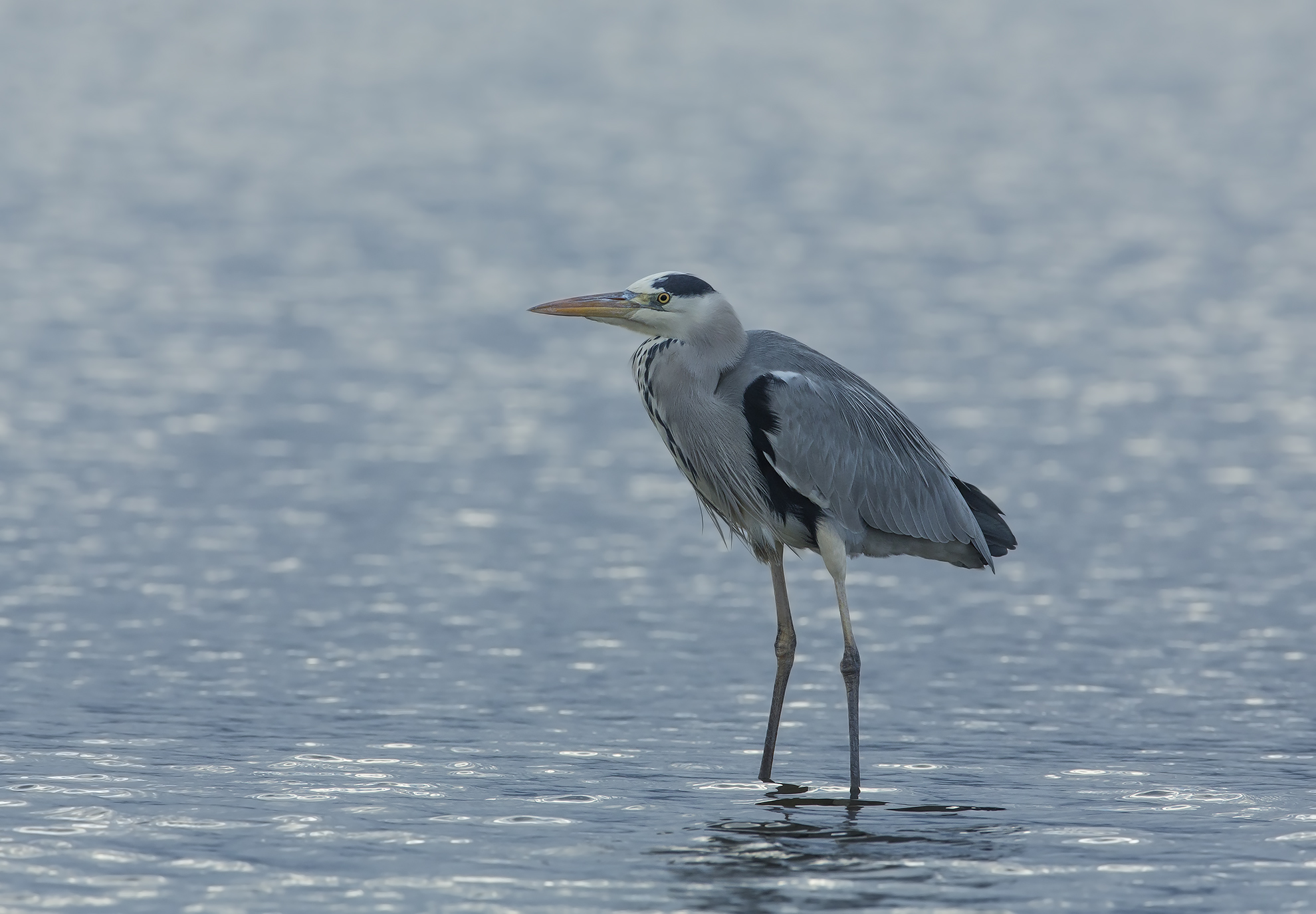 controluce al tramonto........