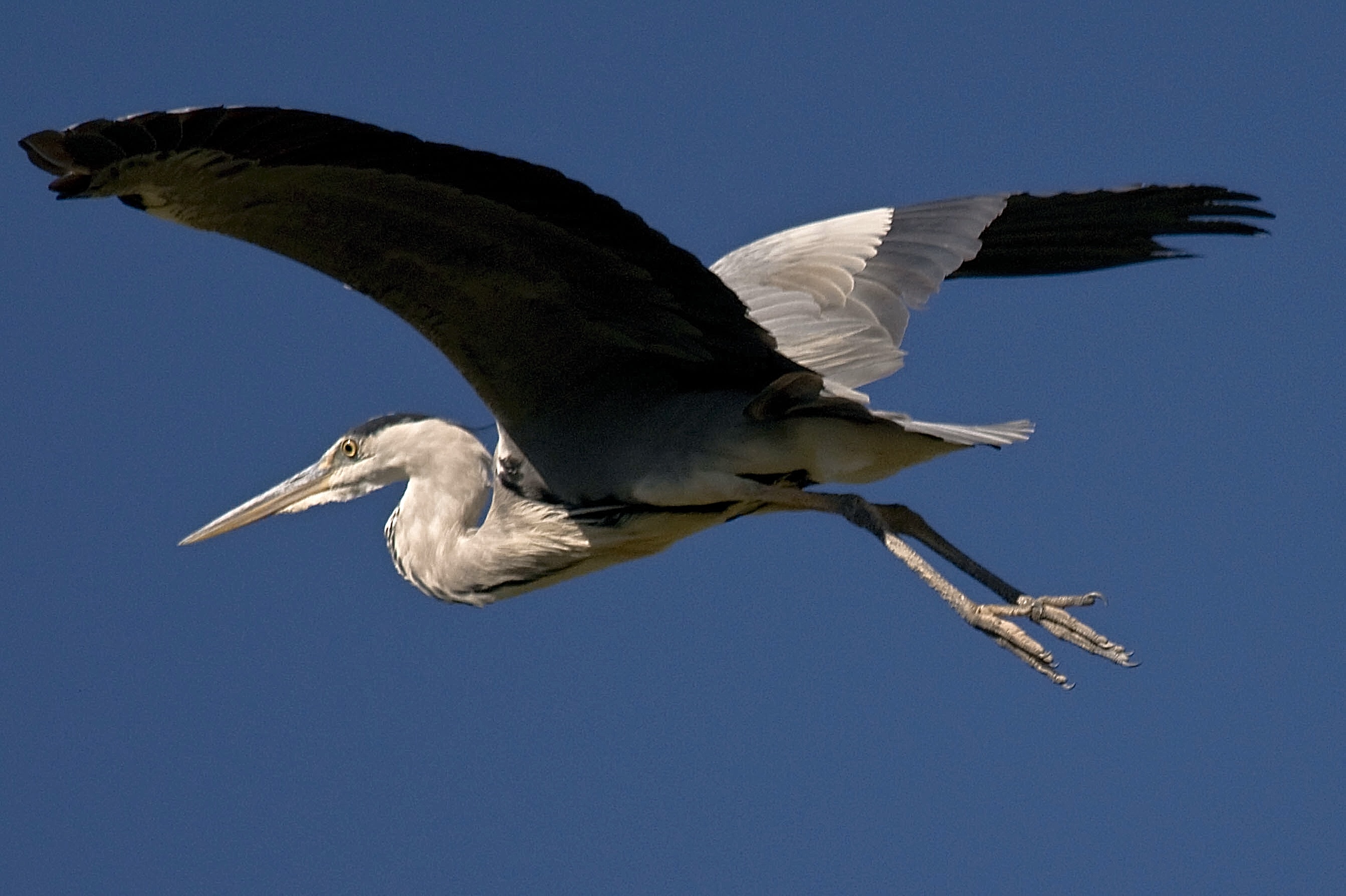 Grey Heron in flight