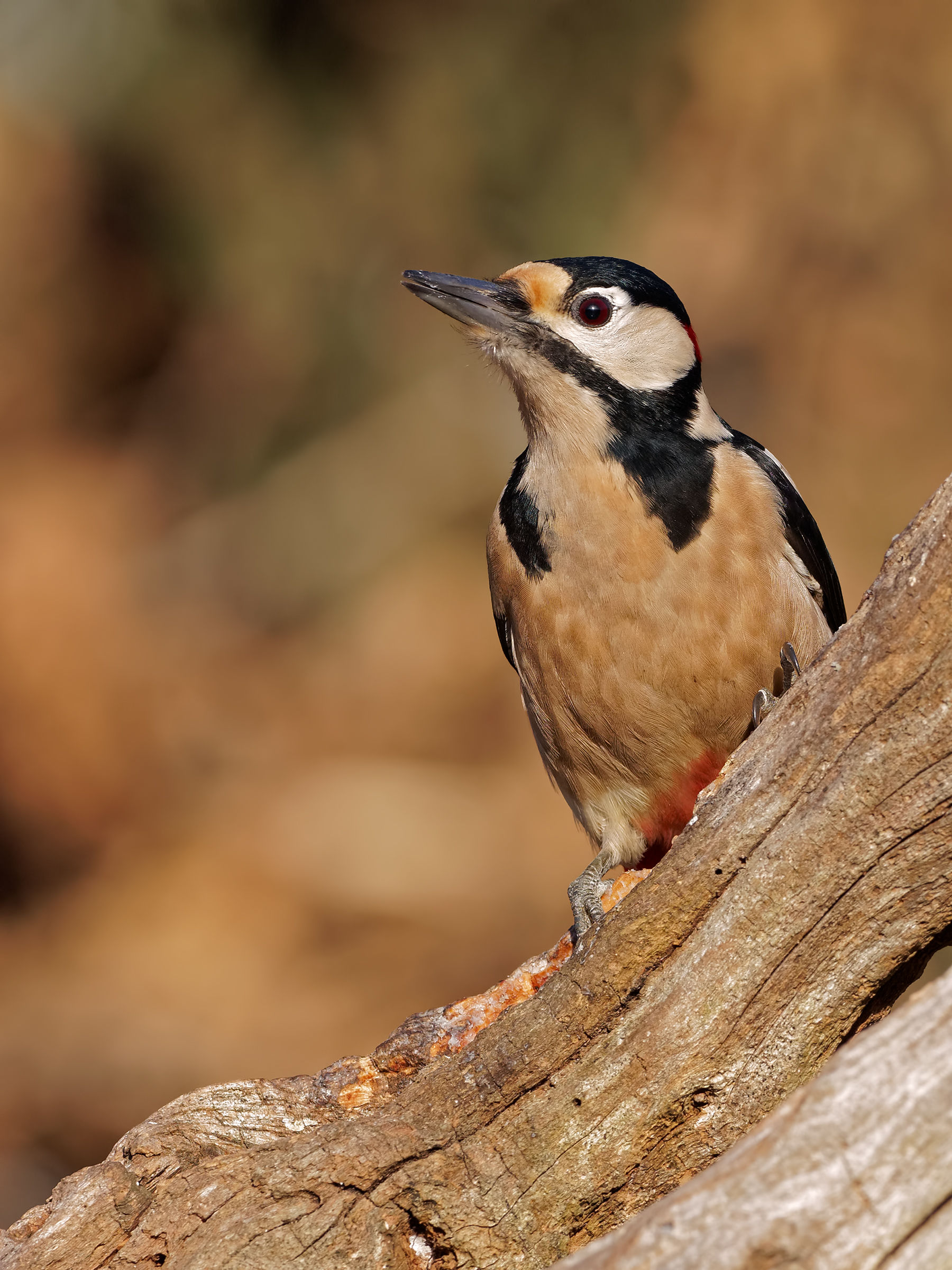 Usually spotted woodpecker.