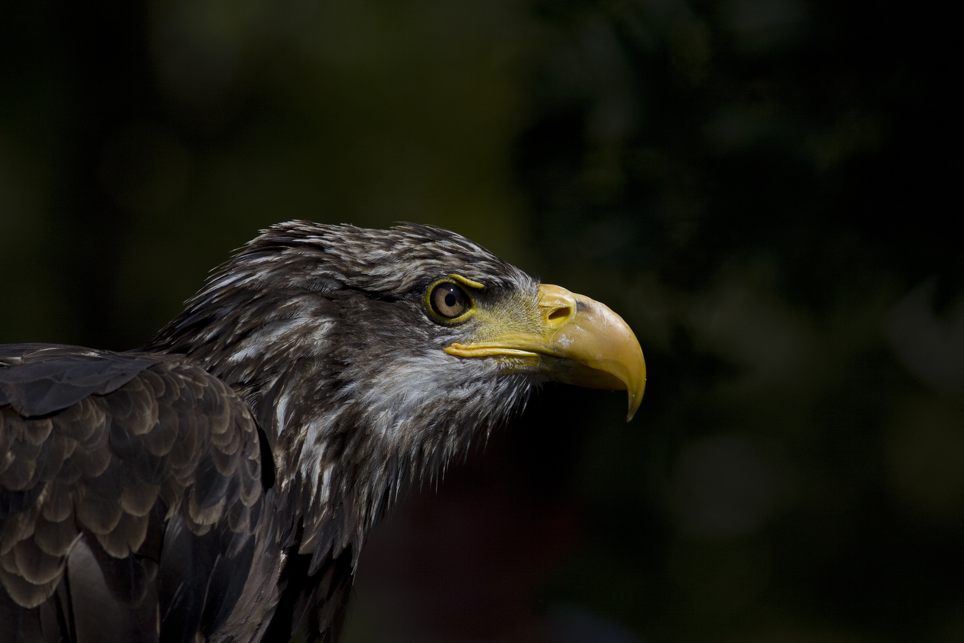 Falconeria - Aquila di mare