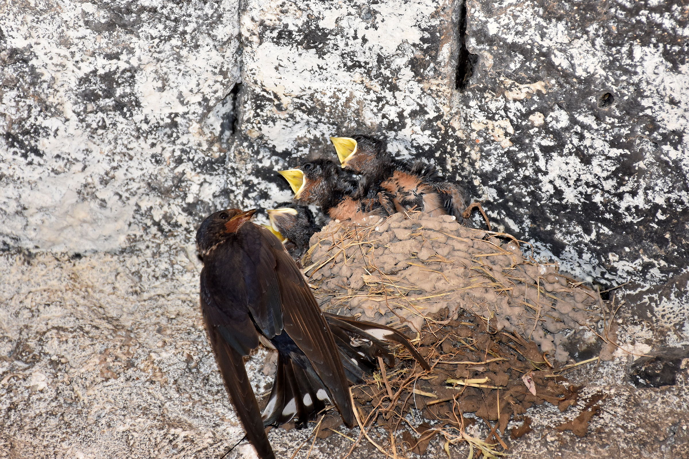 Swallow and chicks
