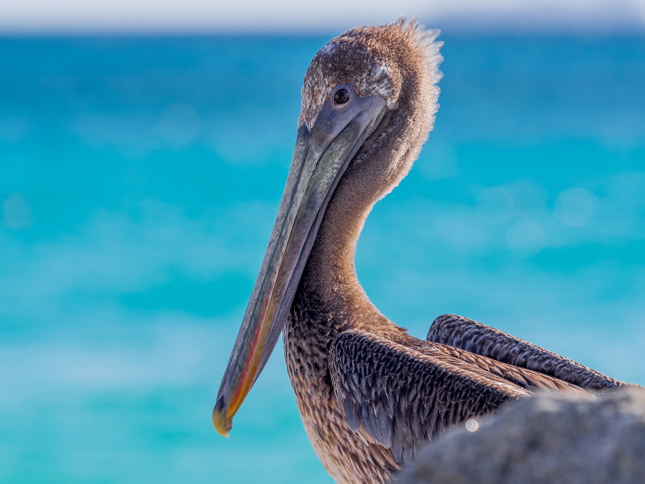 Portrait of pelican