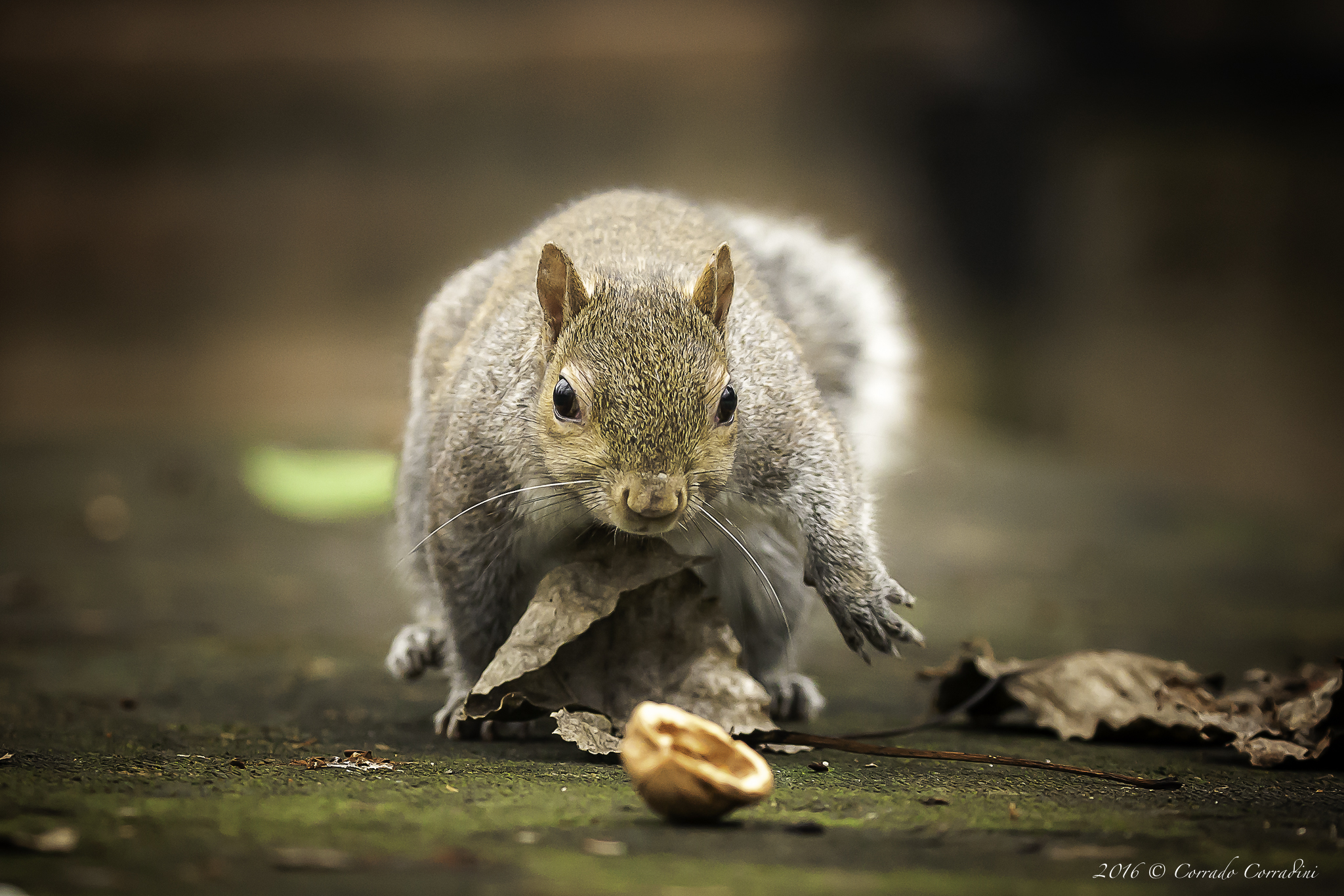 I do not think the case. In history there are only the