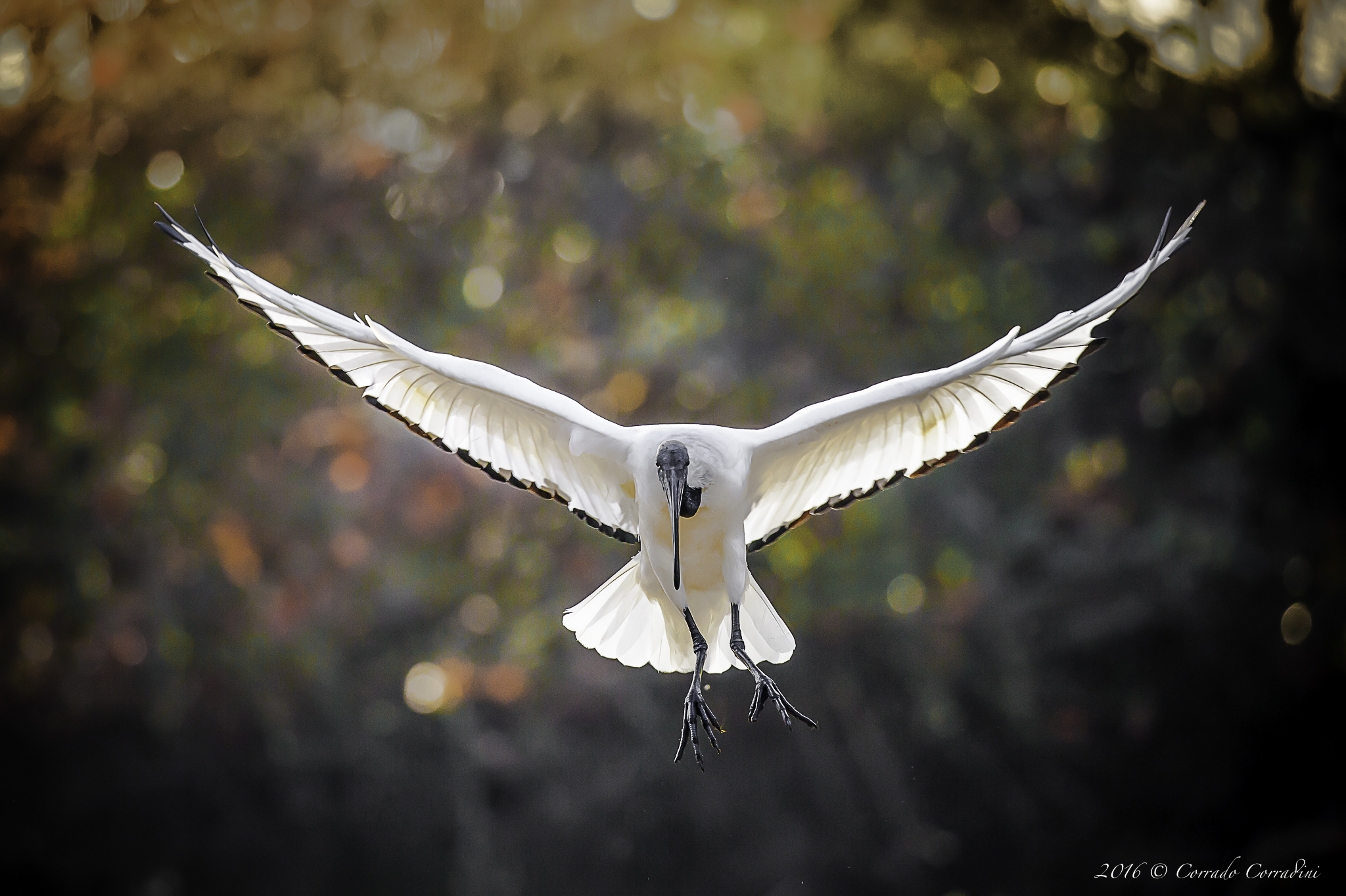 Our birthdays are feathers on the wings wide tem