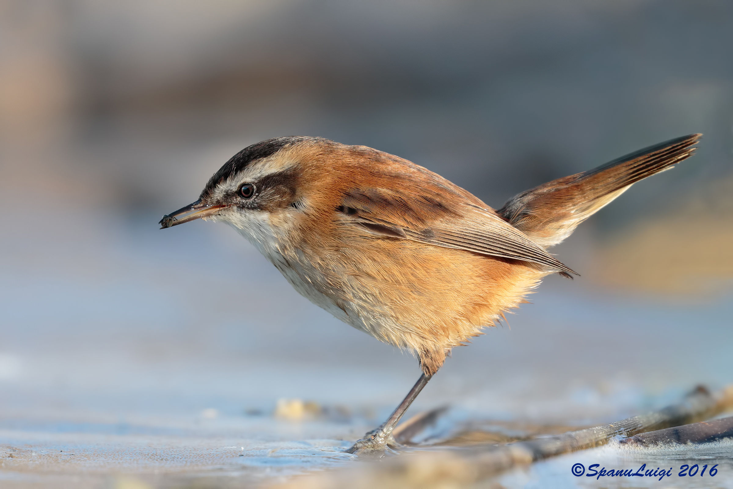 Forapaglie castagnolo