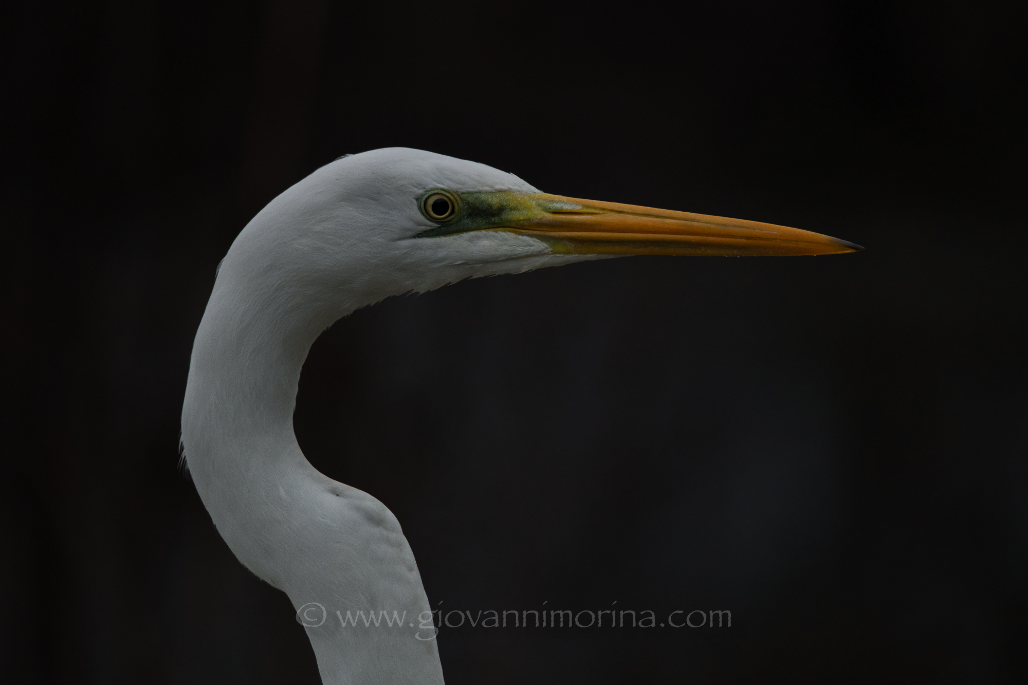 White Heron Maggiore