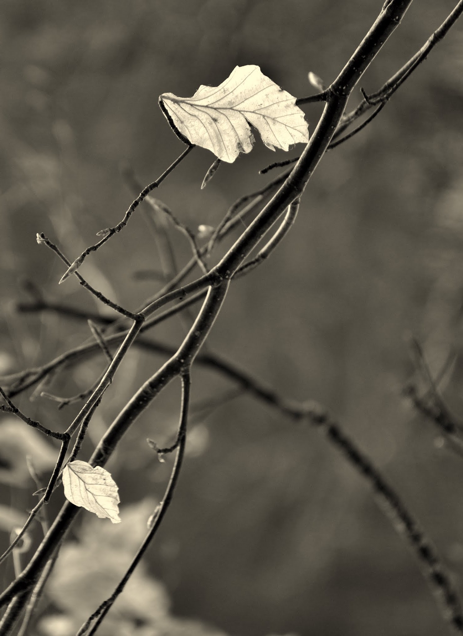 Sospese nel vento...