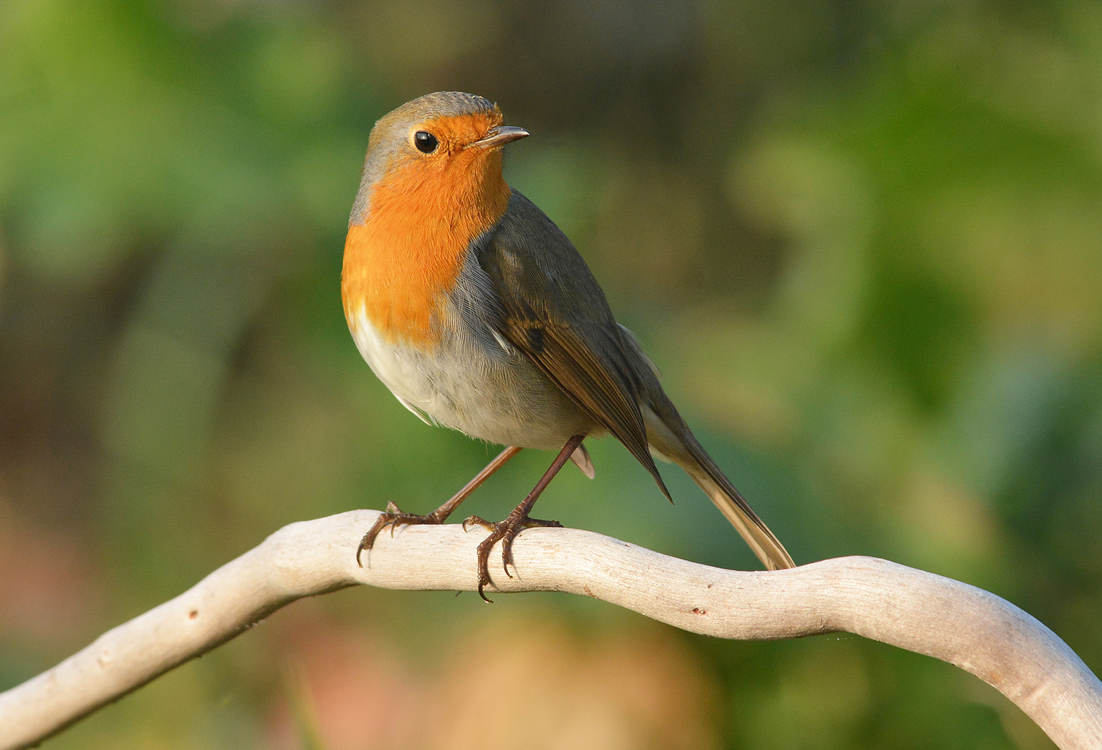 frequente, mai banale