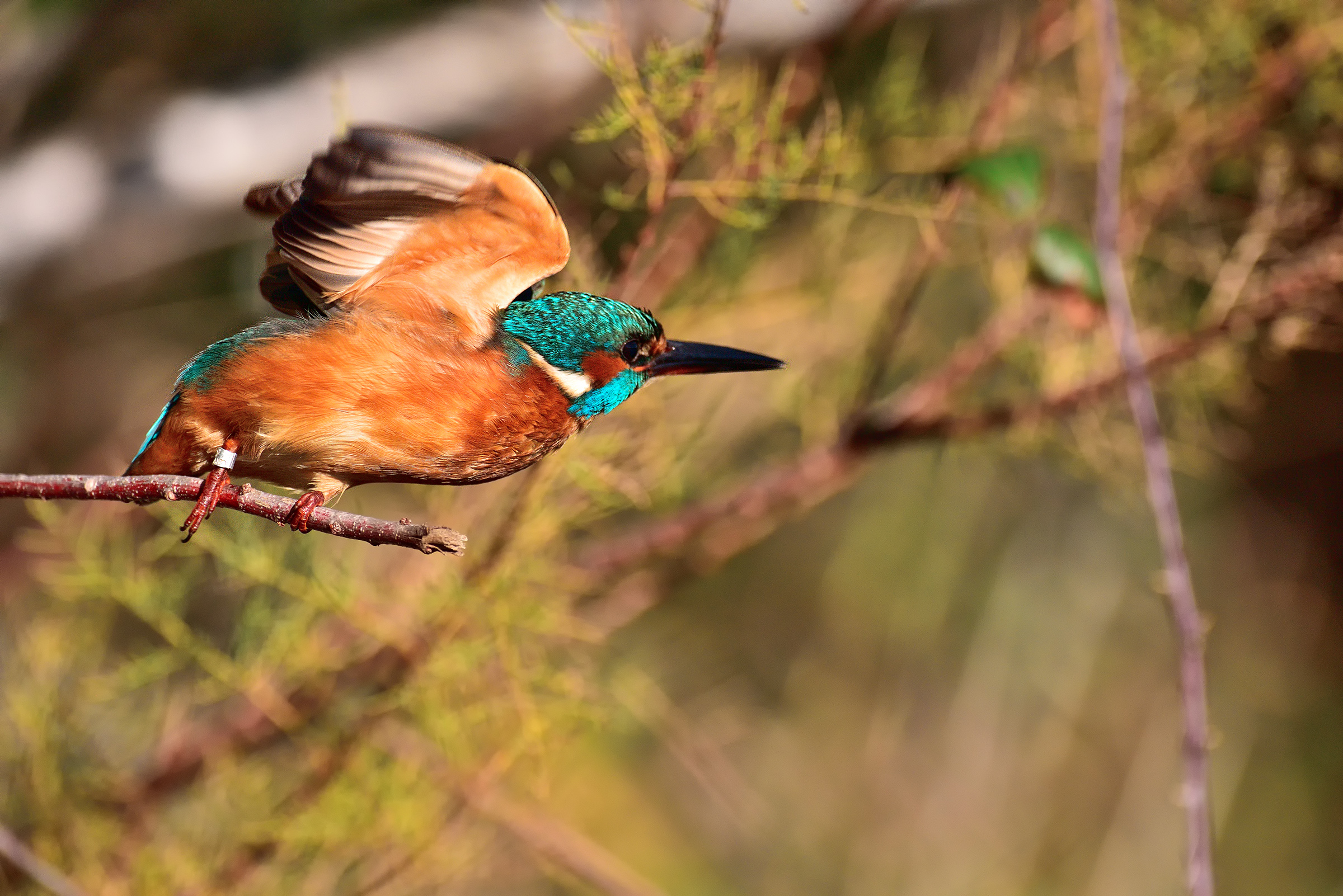 A departure .... Side!