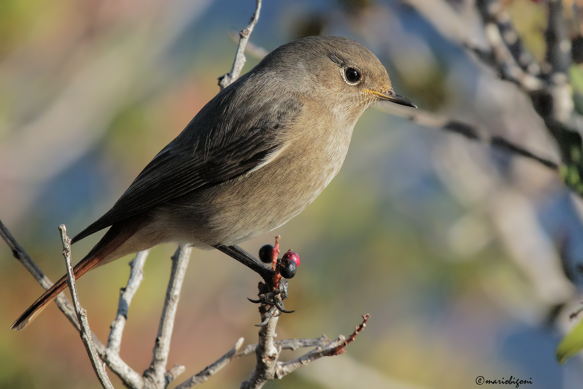 codirosso spazzacamino