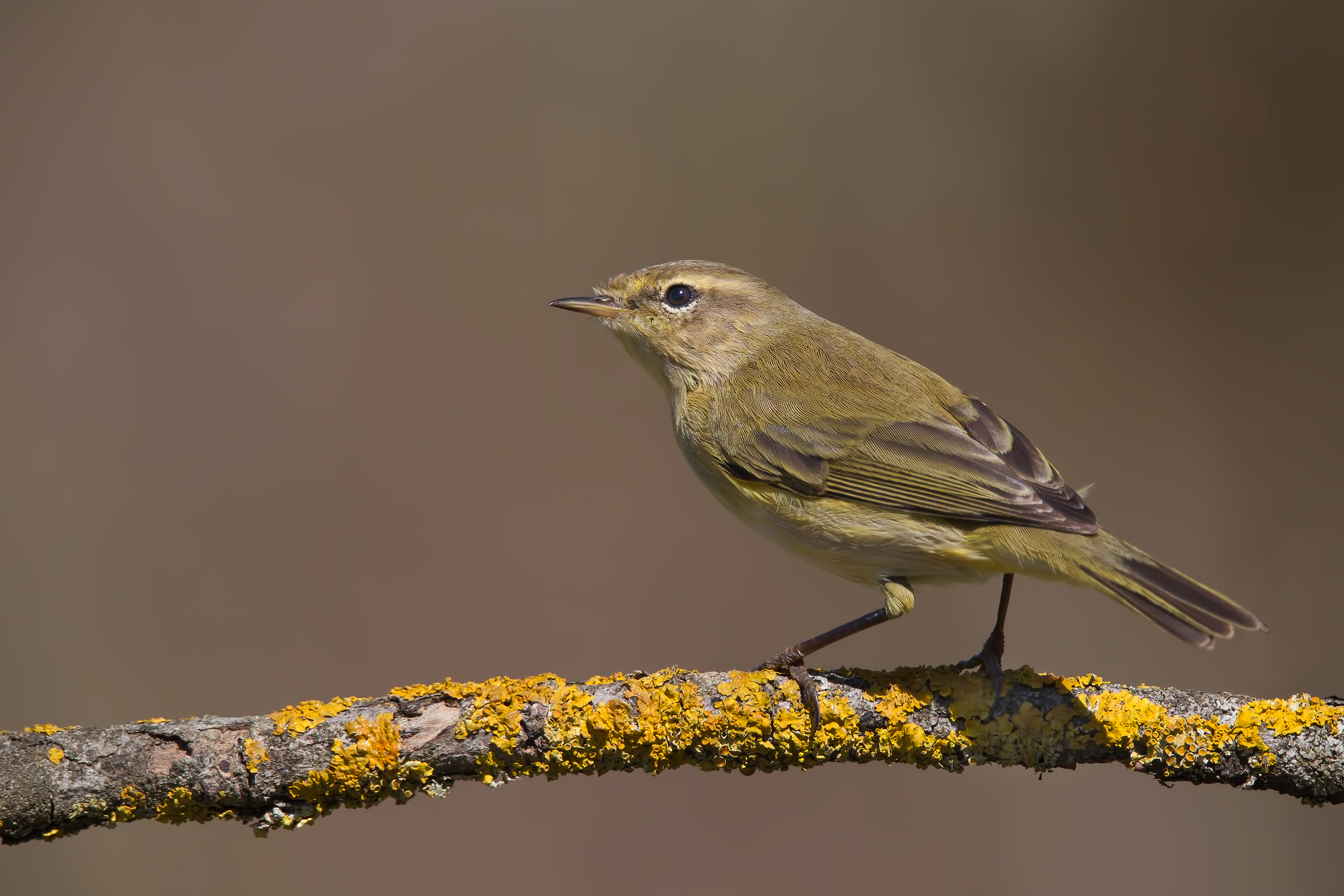 Chiffchaff (Phylloscopus collybita)