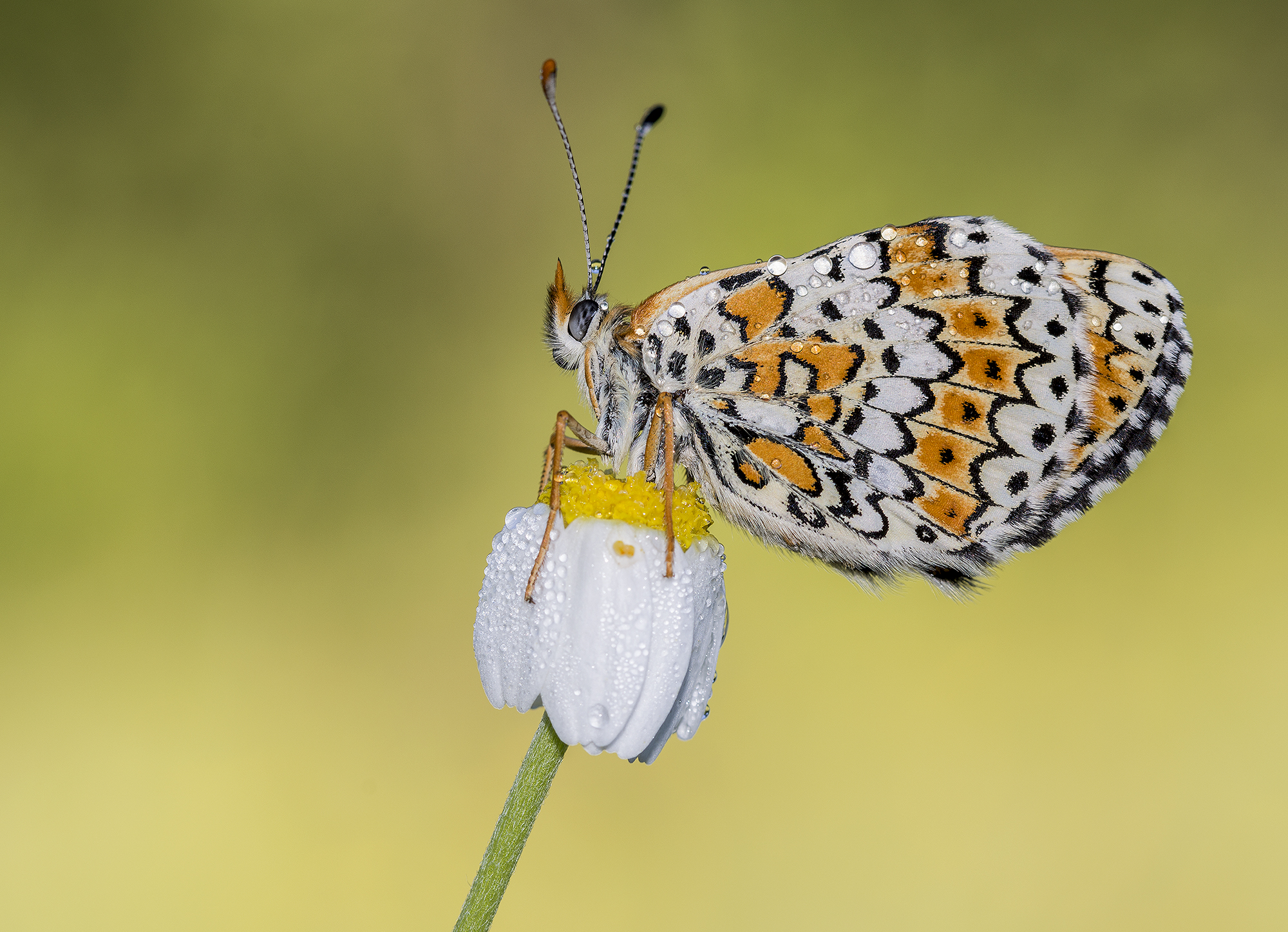 melitaea