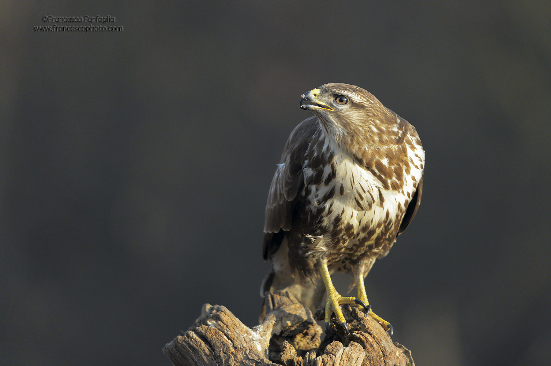 Buzzard