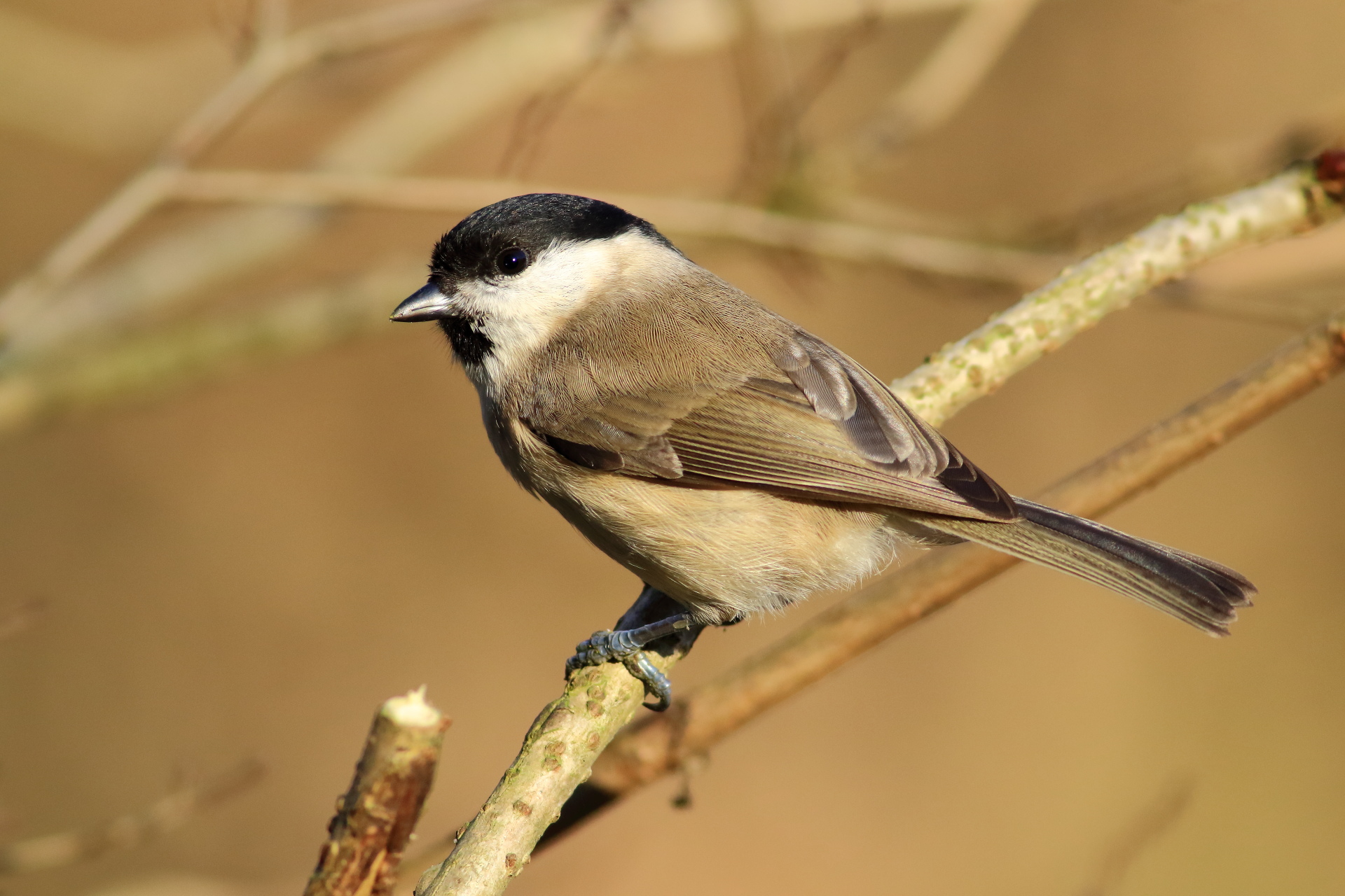 Marsh Tit