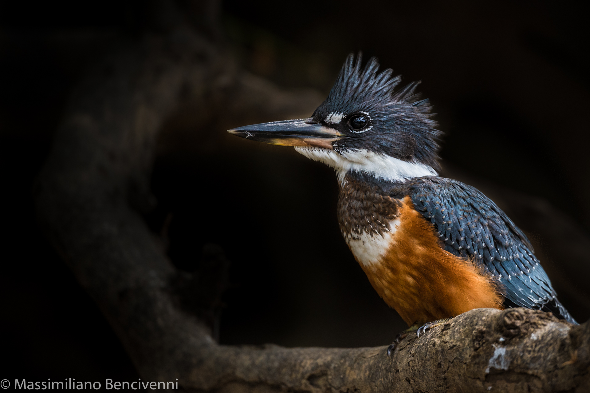 punk Kingfisher