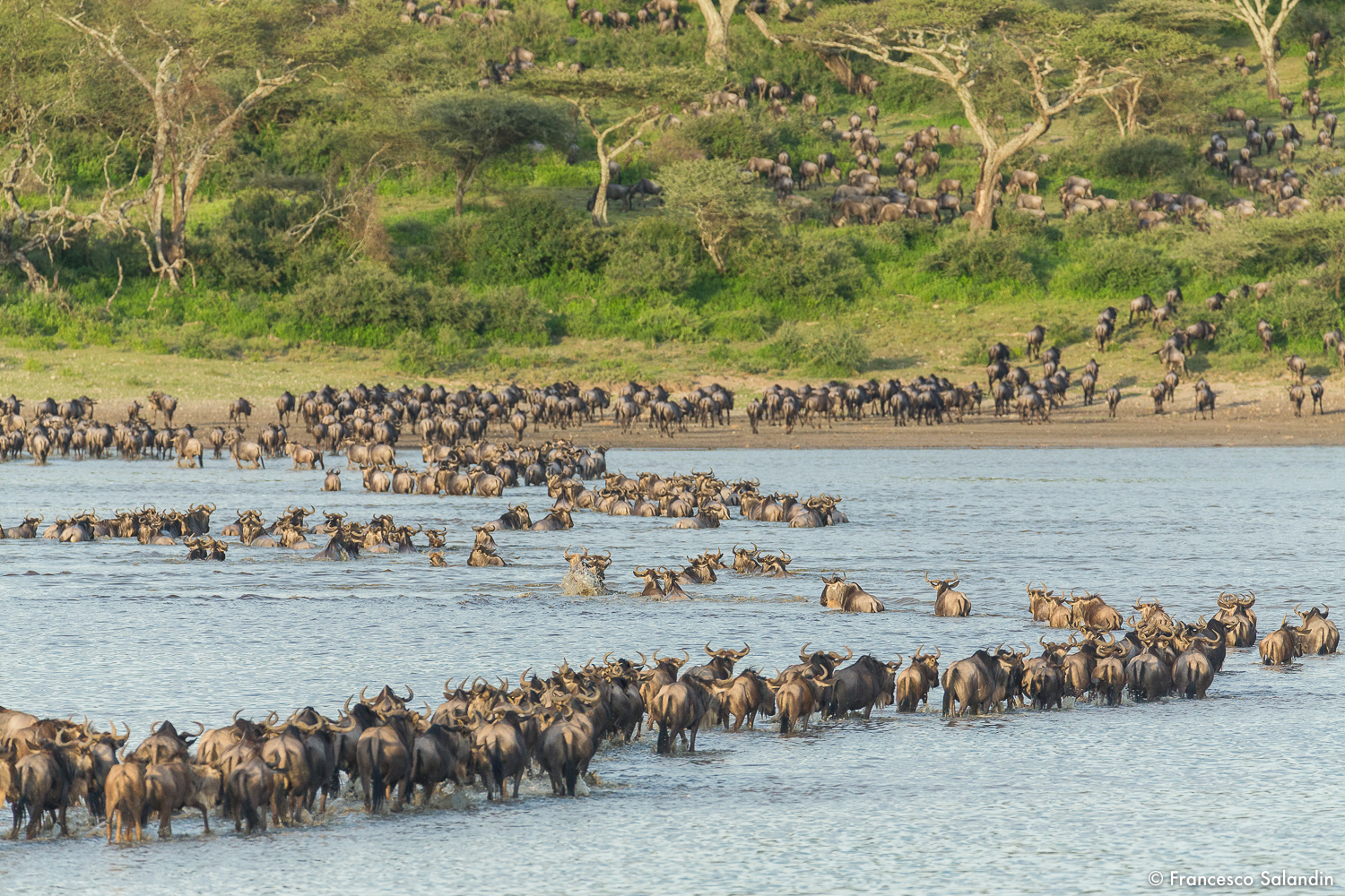 Wildebeest, crossing