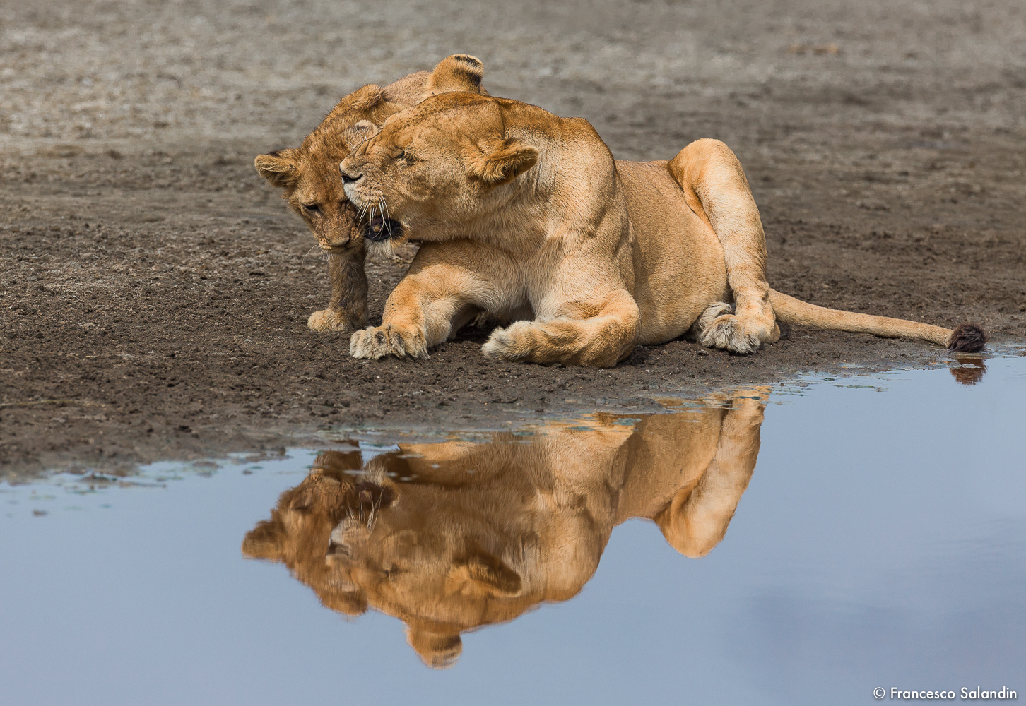 Lioness with cub