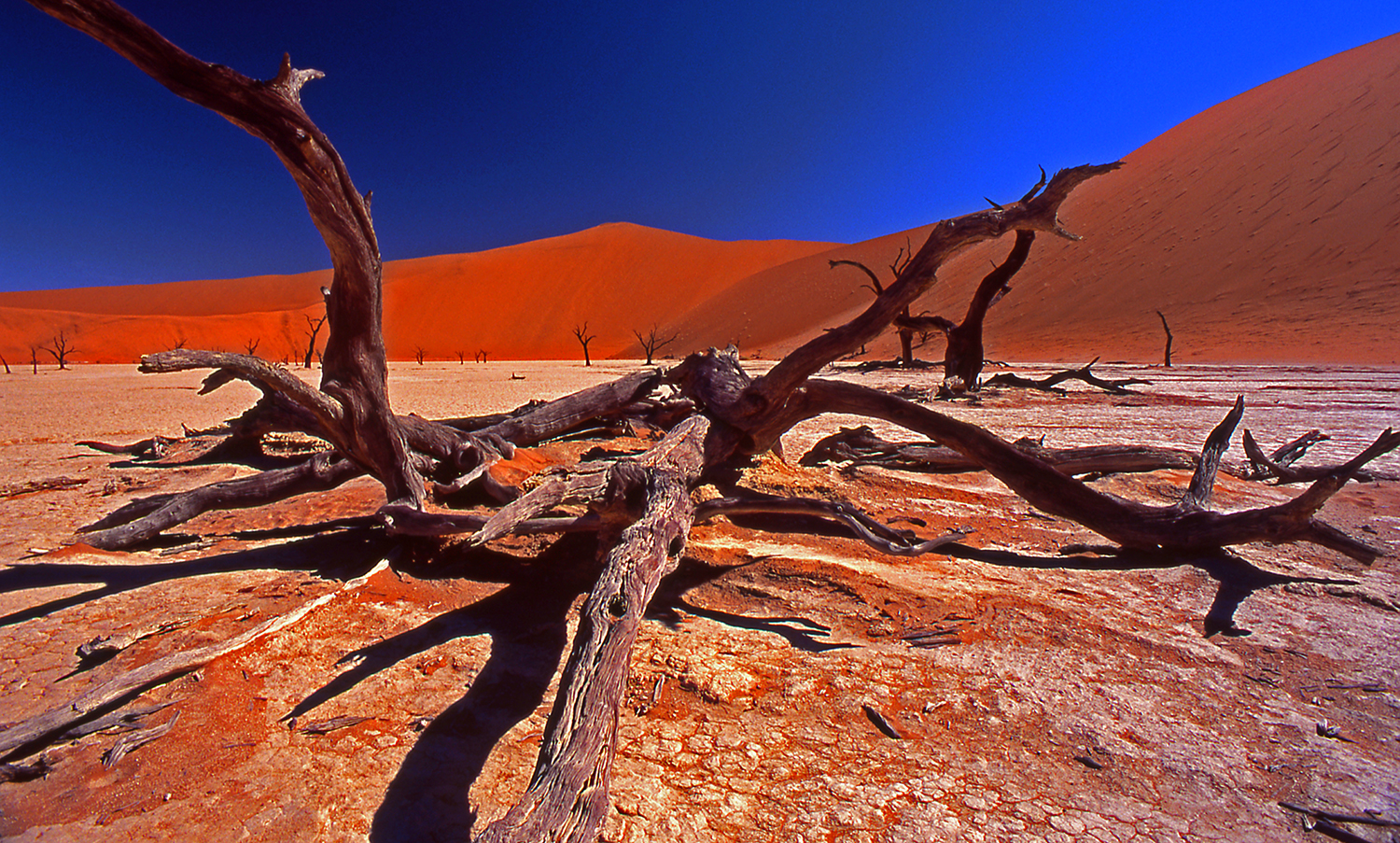 Dead Vlei
