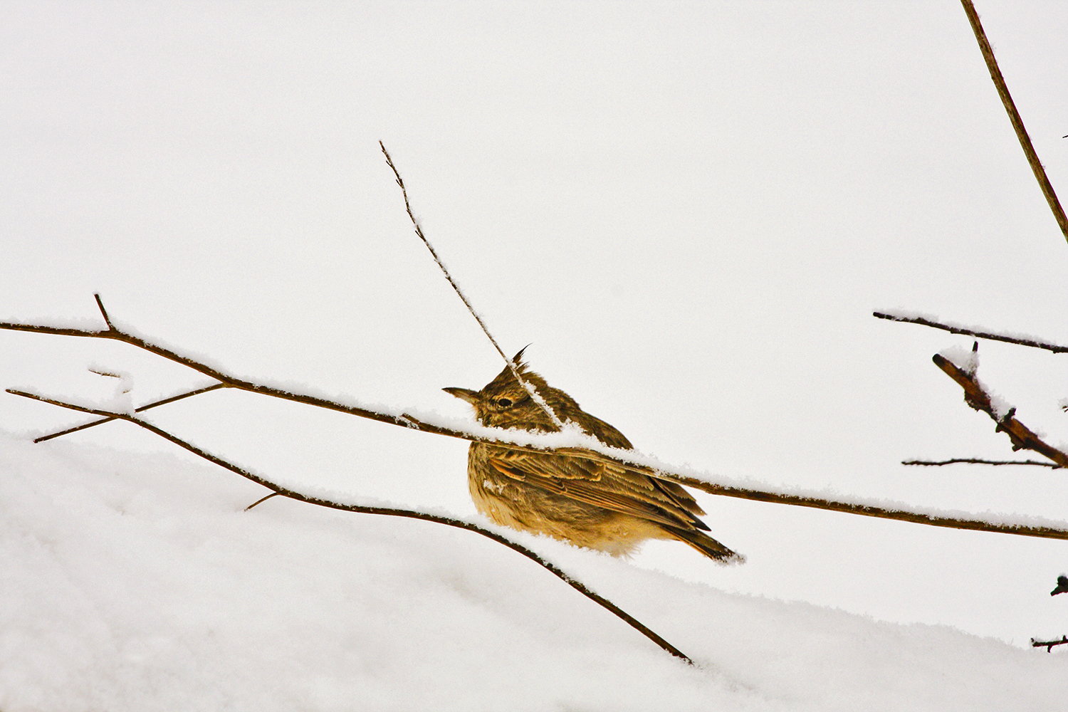 Lark in the snow
