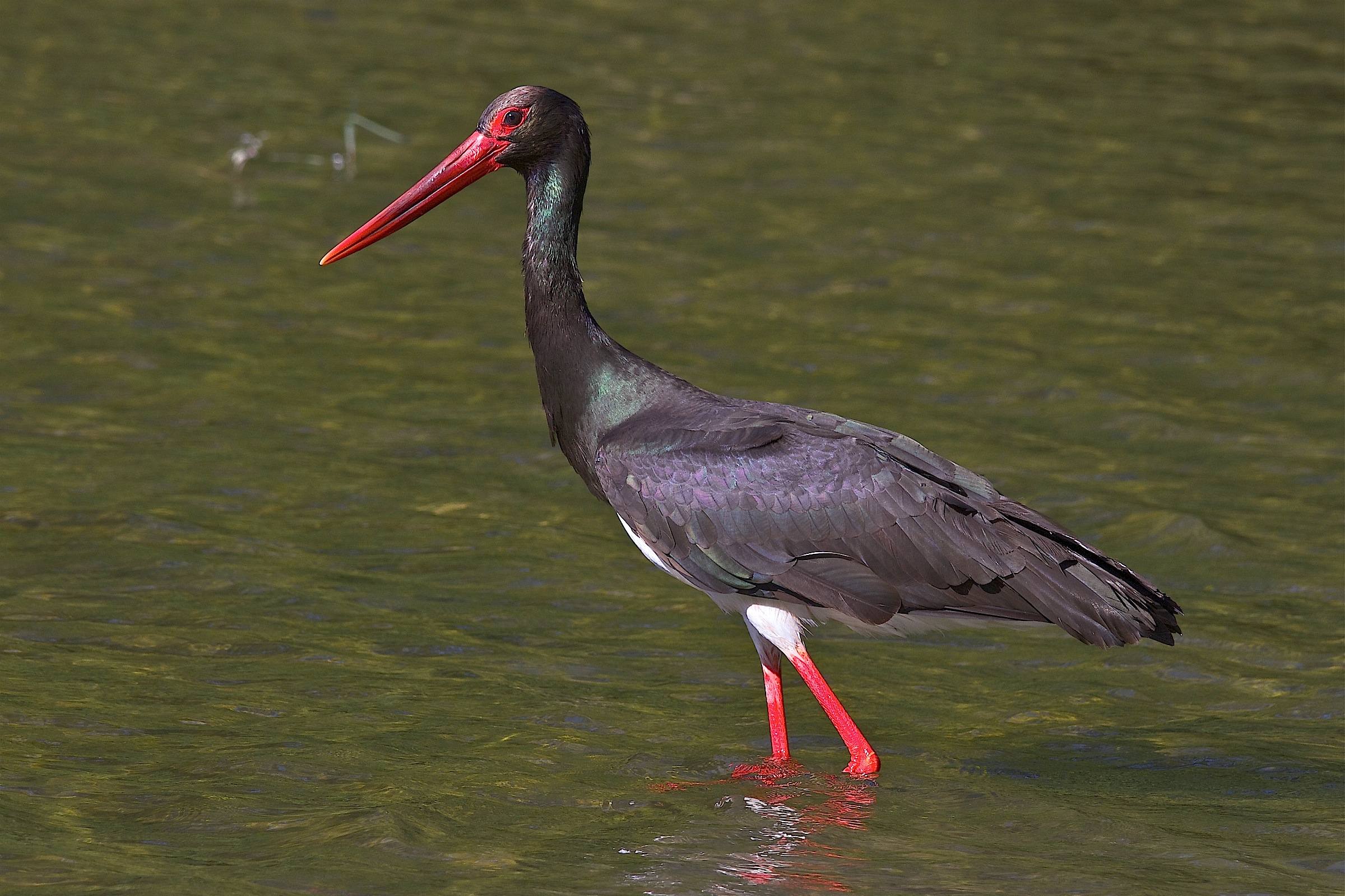 His Imperial Majesty