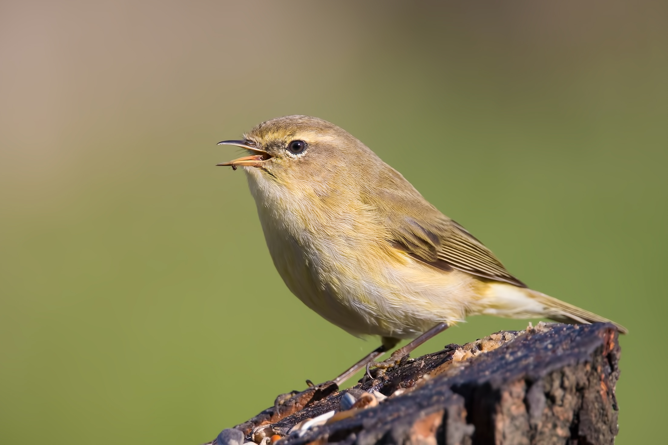Chiffchaff (Phylloscopus collybita)