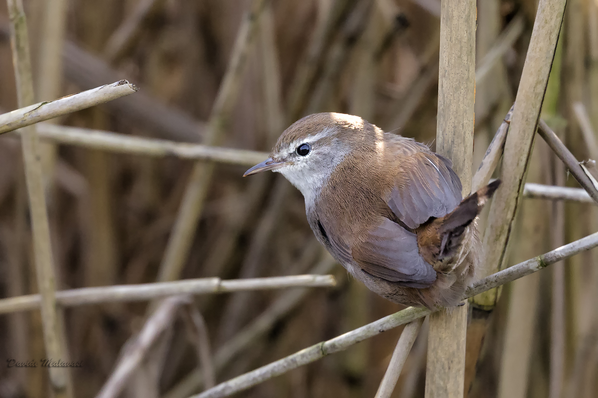 Cetti's Warbler