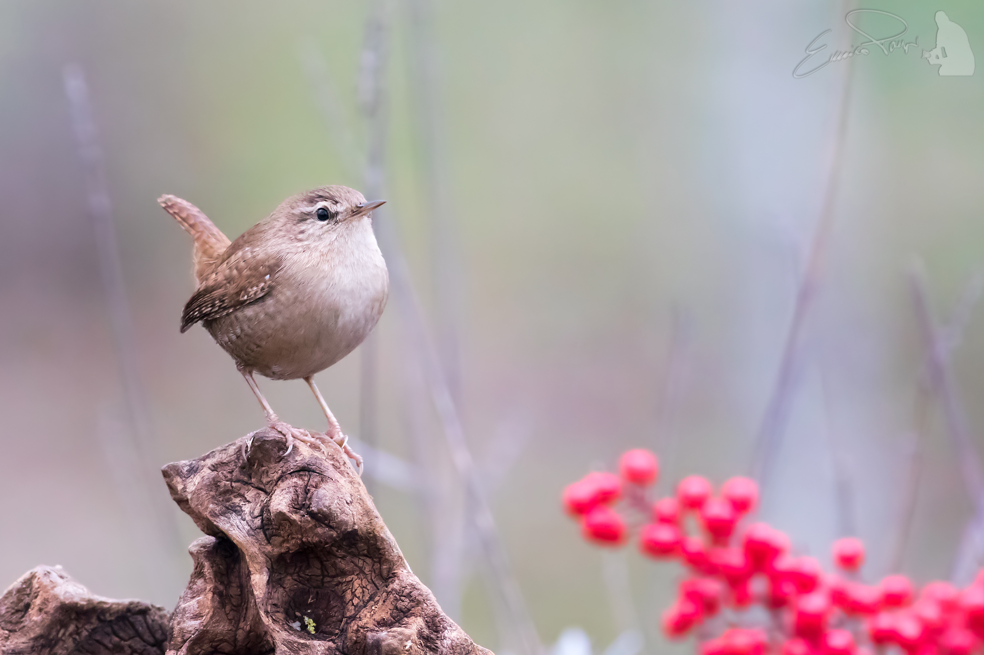 scricciolo ambientato