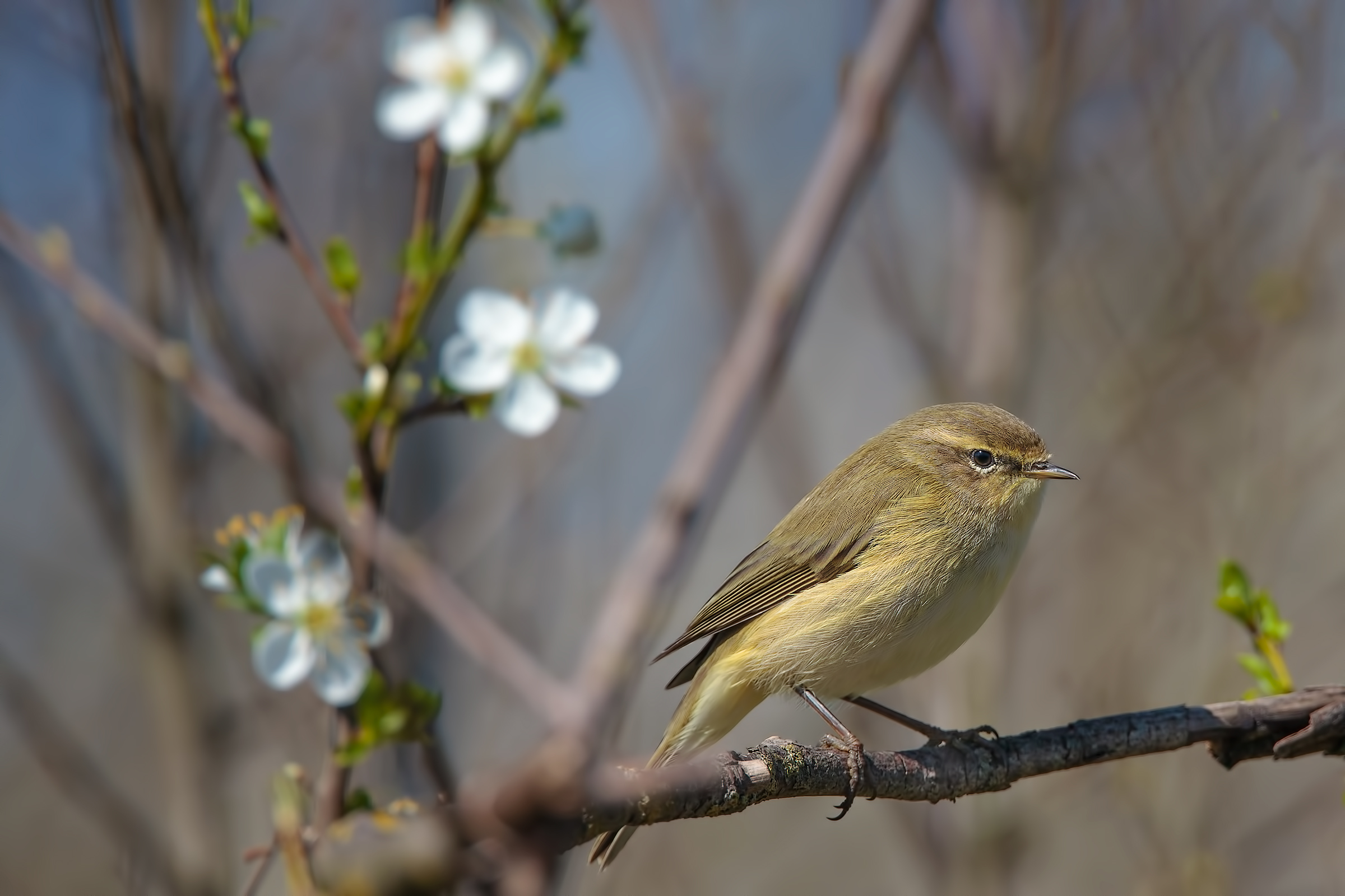 Chiffchaff (Phylloscopus collybita)