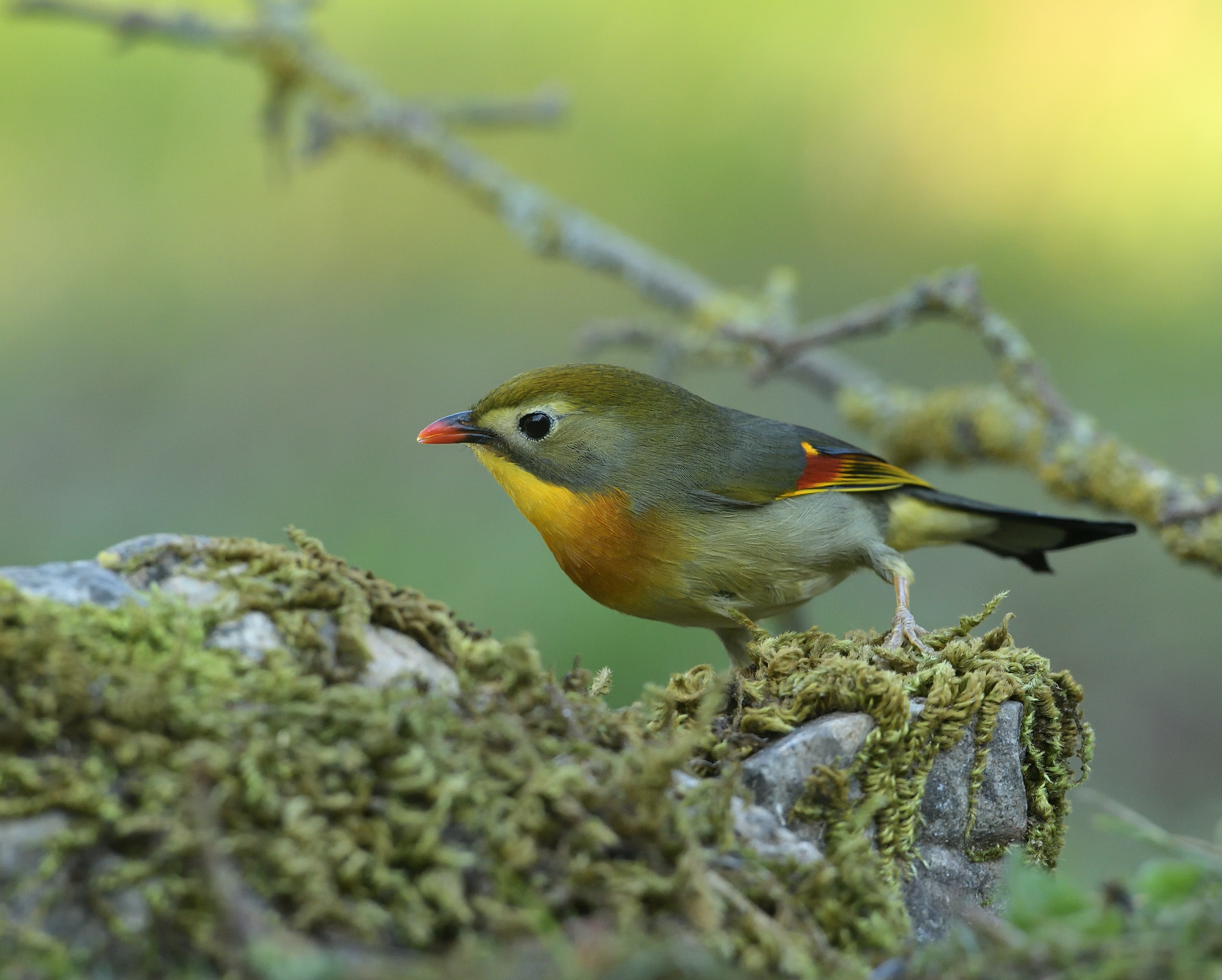 Nightingale of Japan