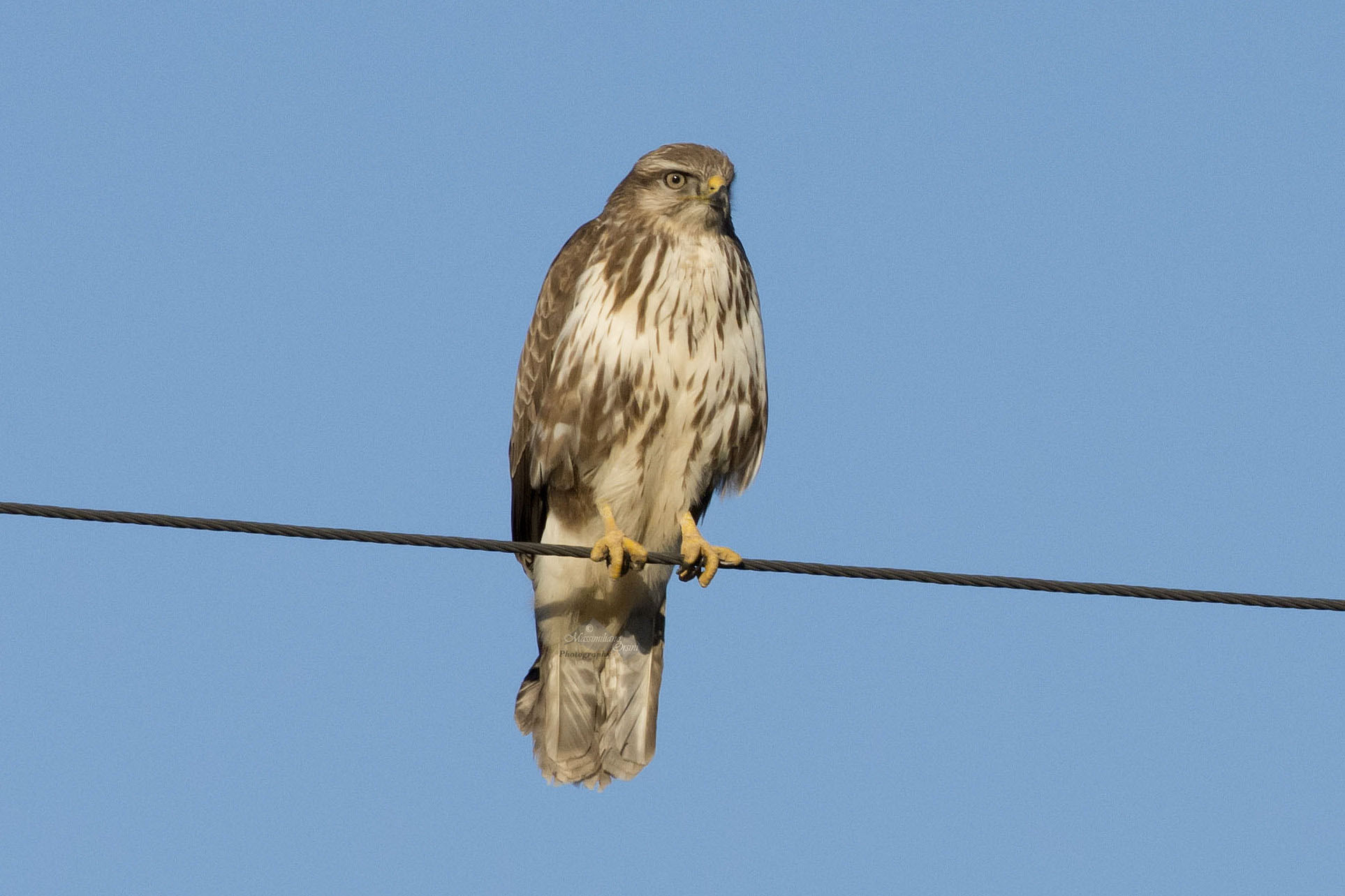 Buzzard