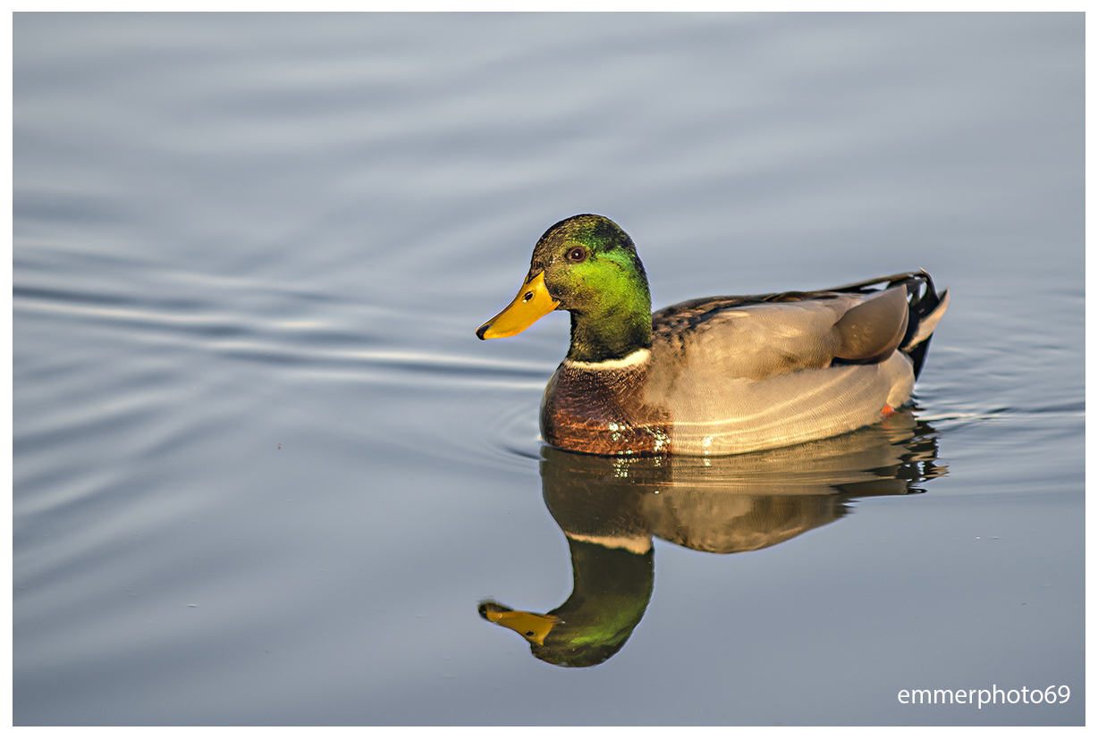 Mallard