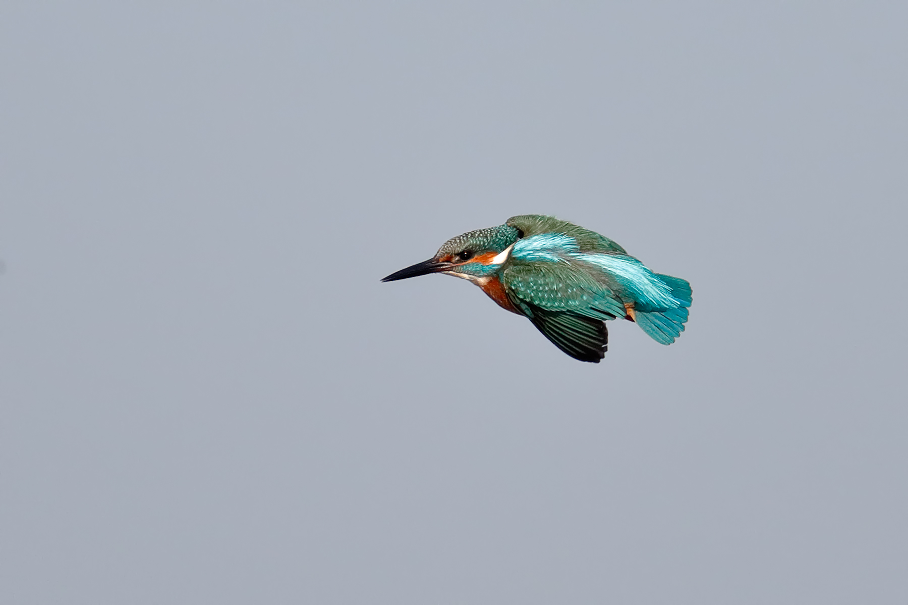 Kingfisher