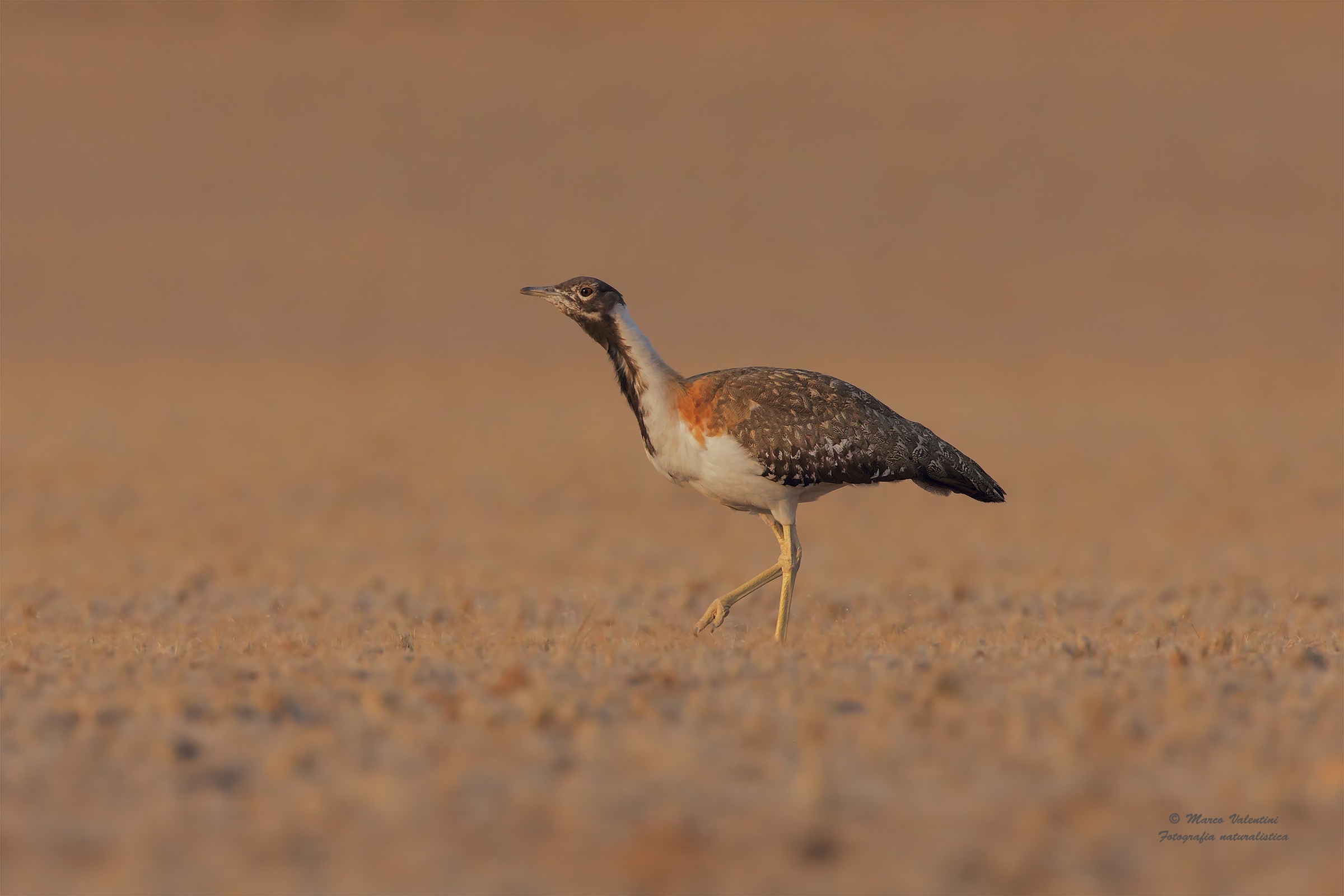 Ludwig's Bustard