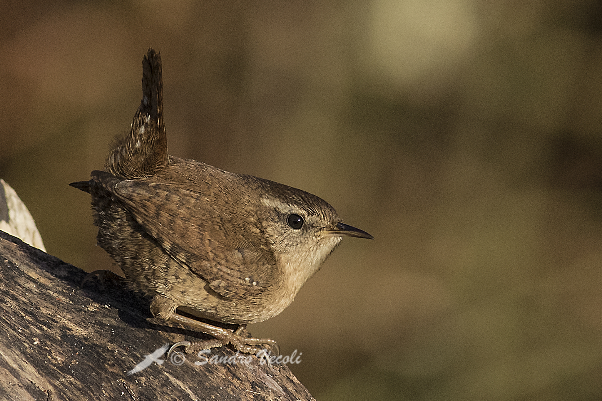 Wren