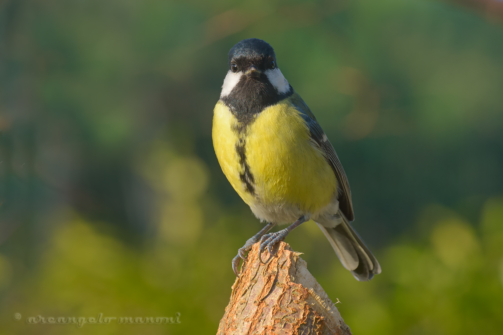 Parus major