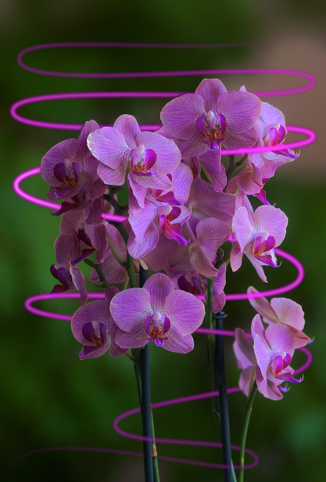 orchids