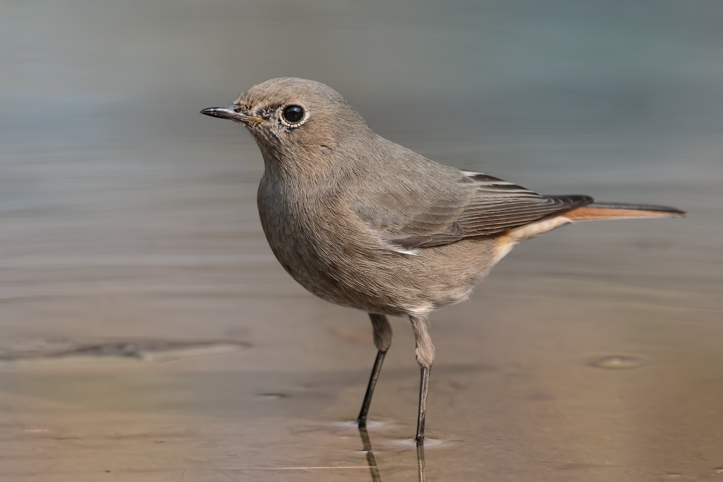 Redstart (Phoenicurus phoenicurus)