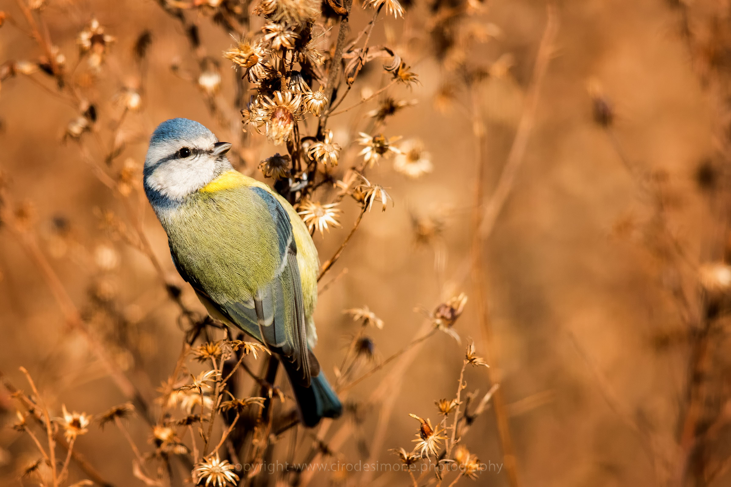 Cinciarella autunnale