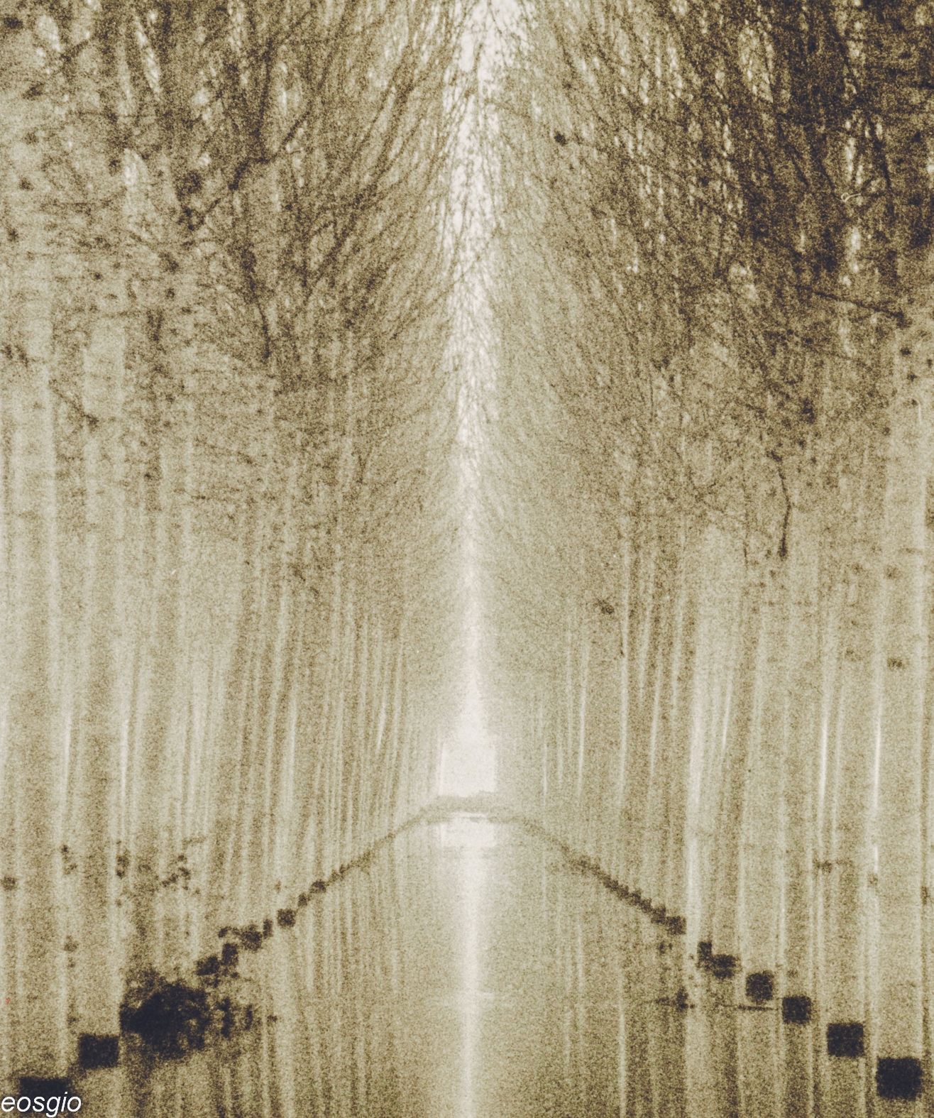 Pioppi Del Fiume Pò